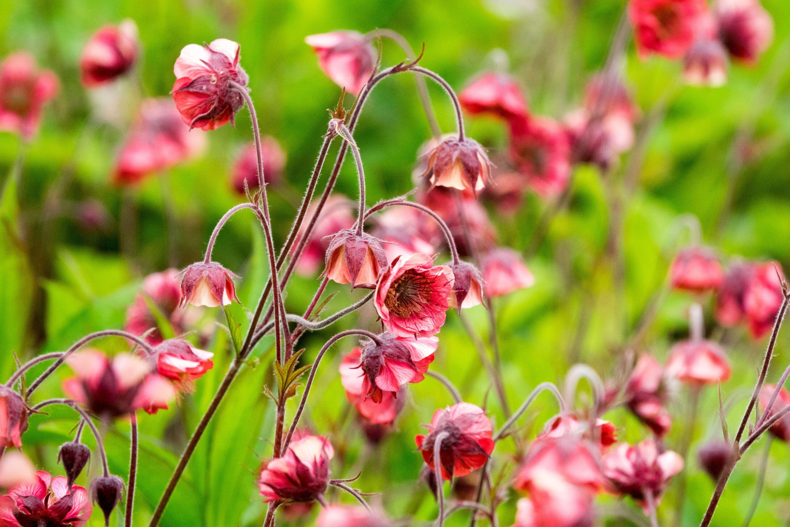 Geum rivale 'Leonards Variety'