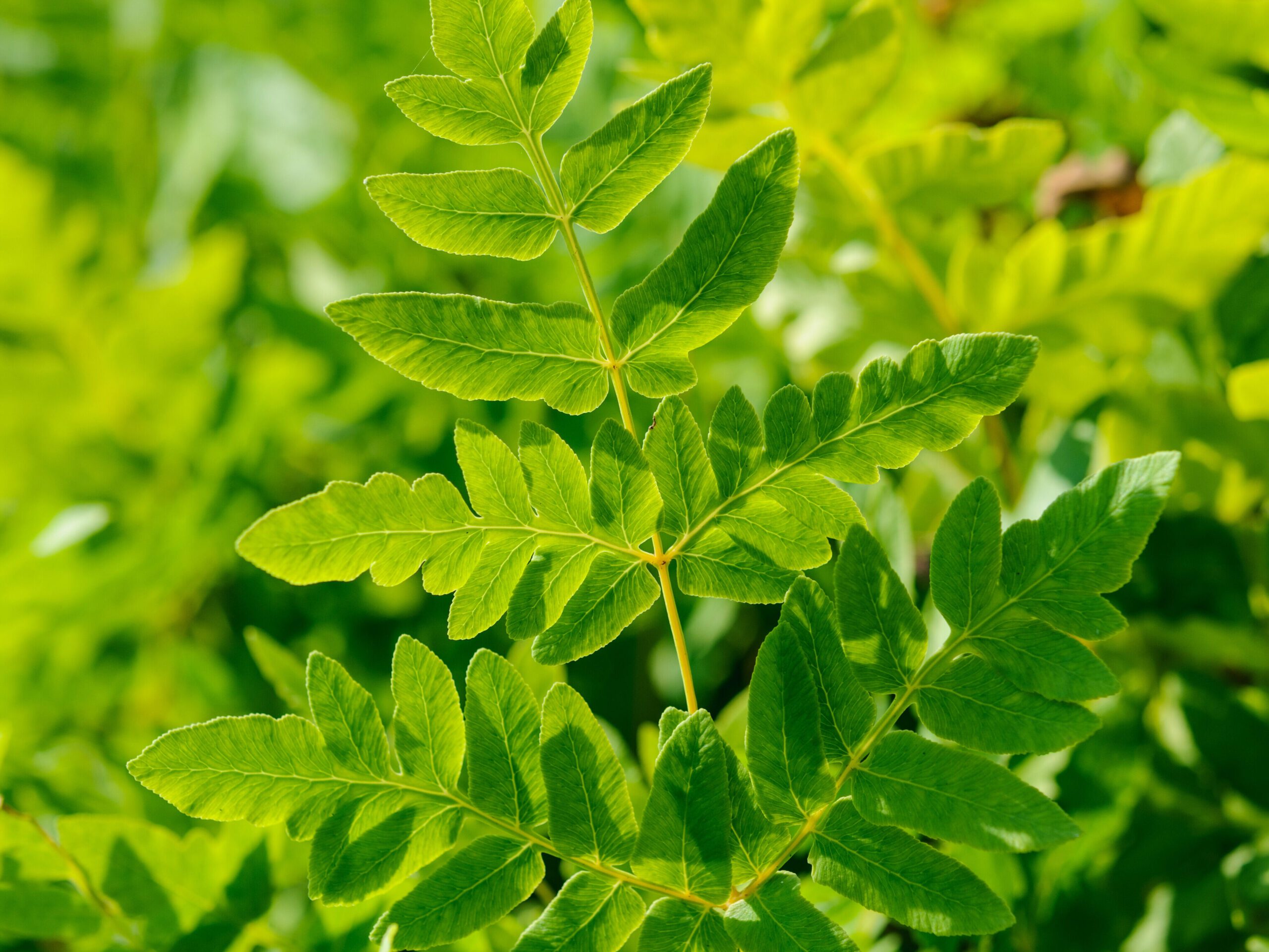 Osmunda regalis