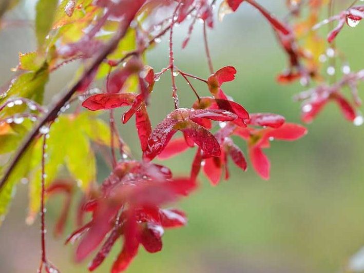 Acer palmatum 'Matsukaze'