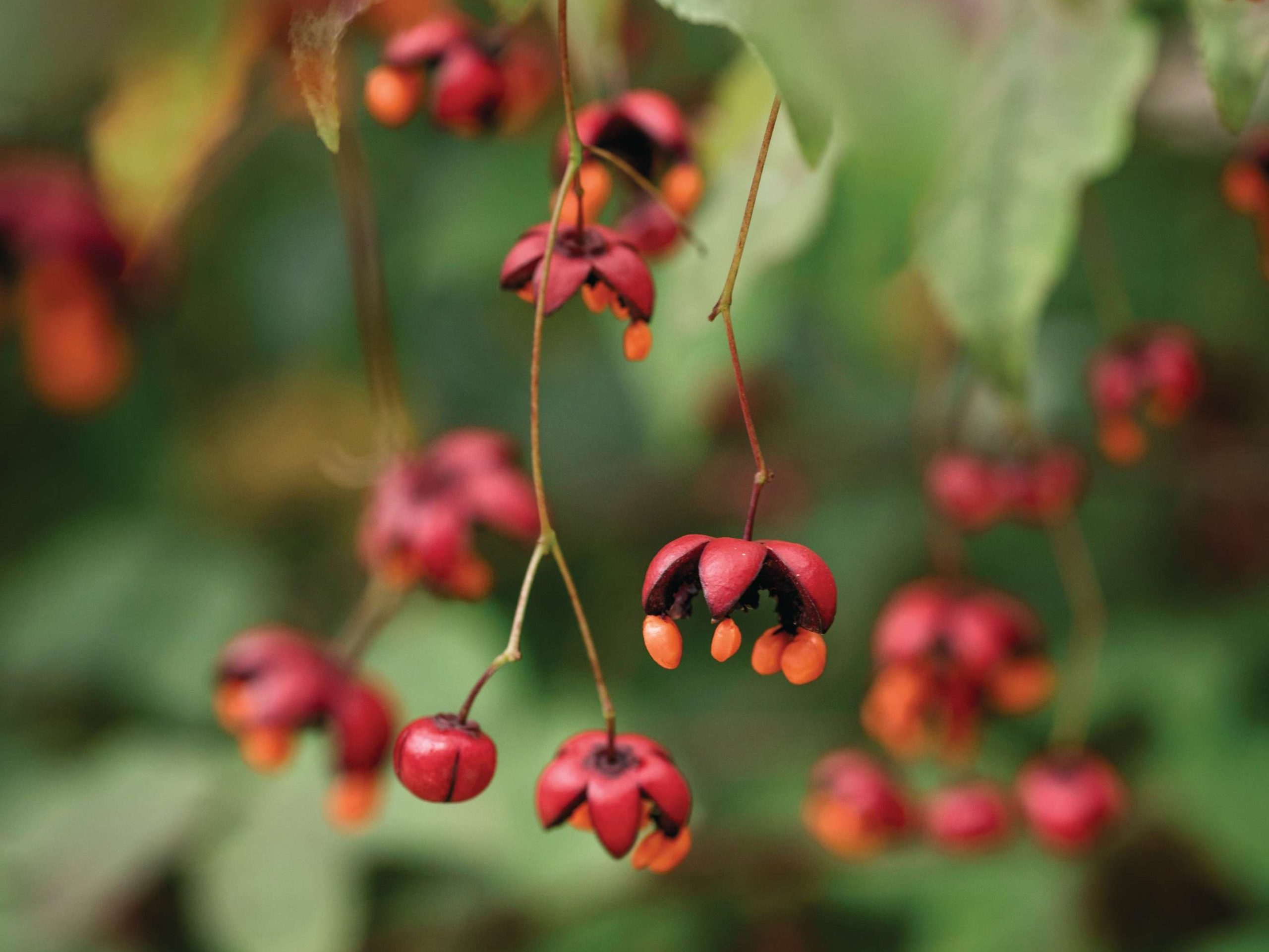 Euonymus planipes