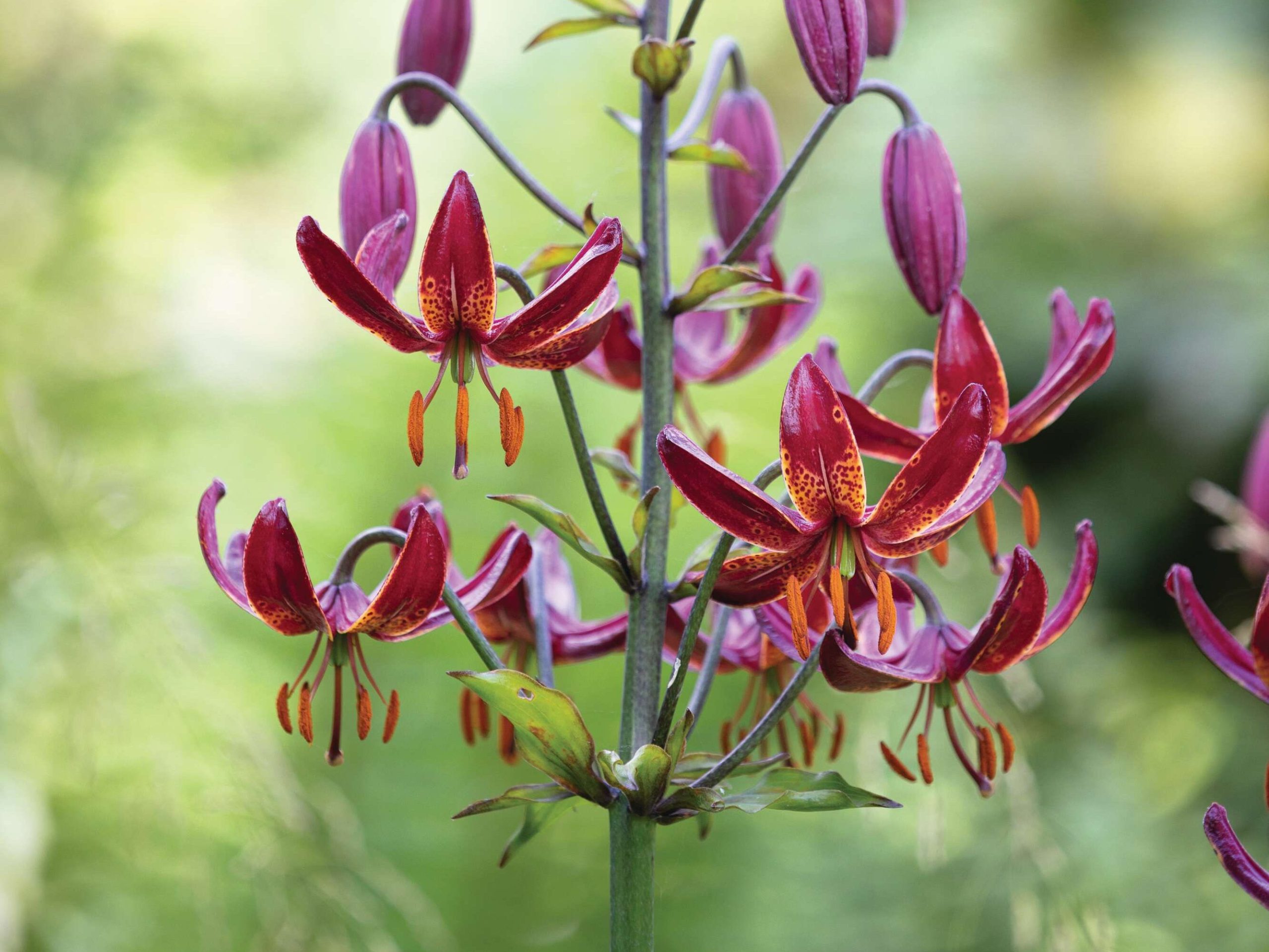 Lilium ‘Claude Shride’