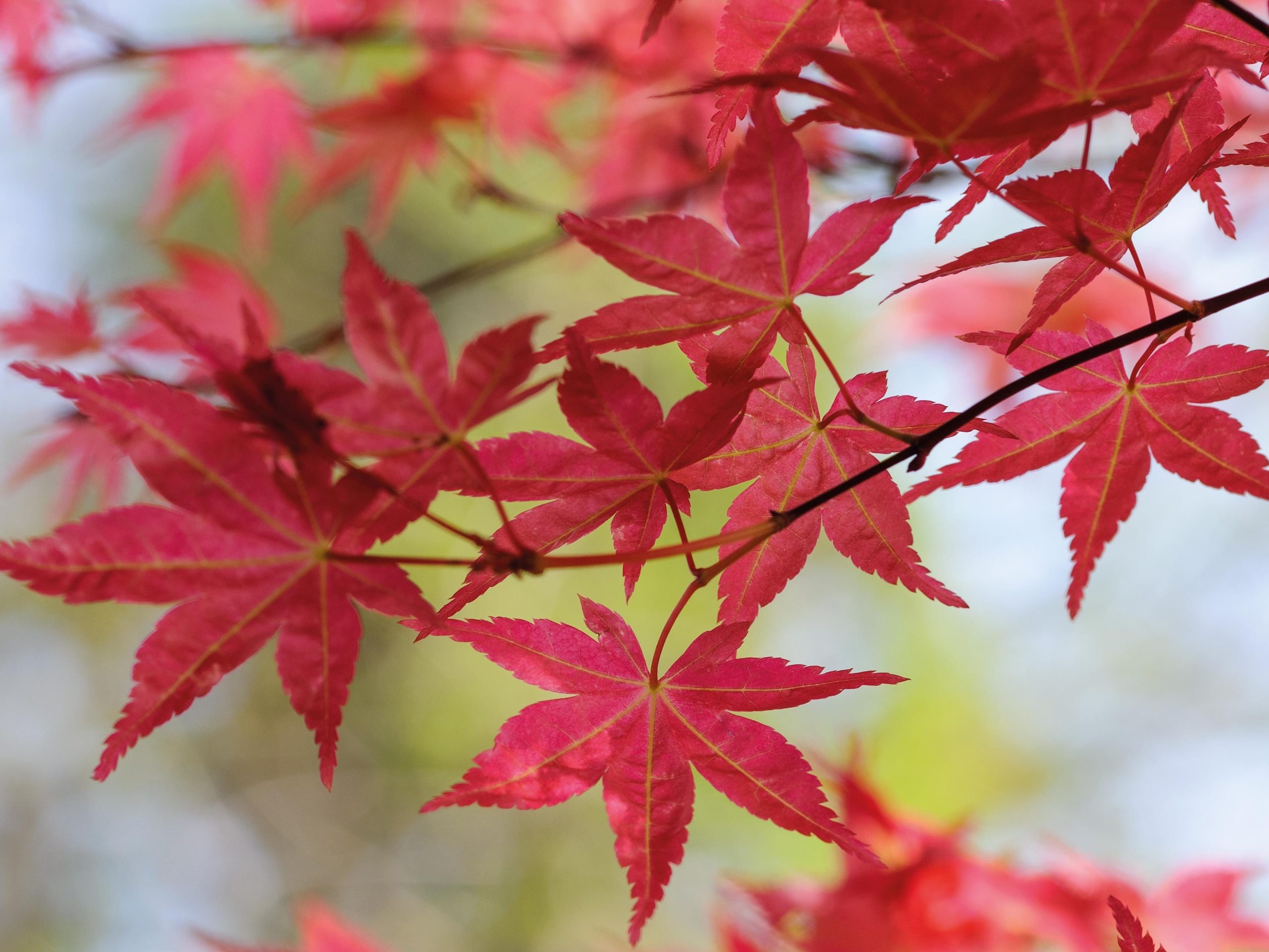 Acer palmatum 'Corallinum'