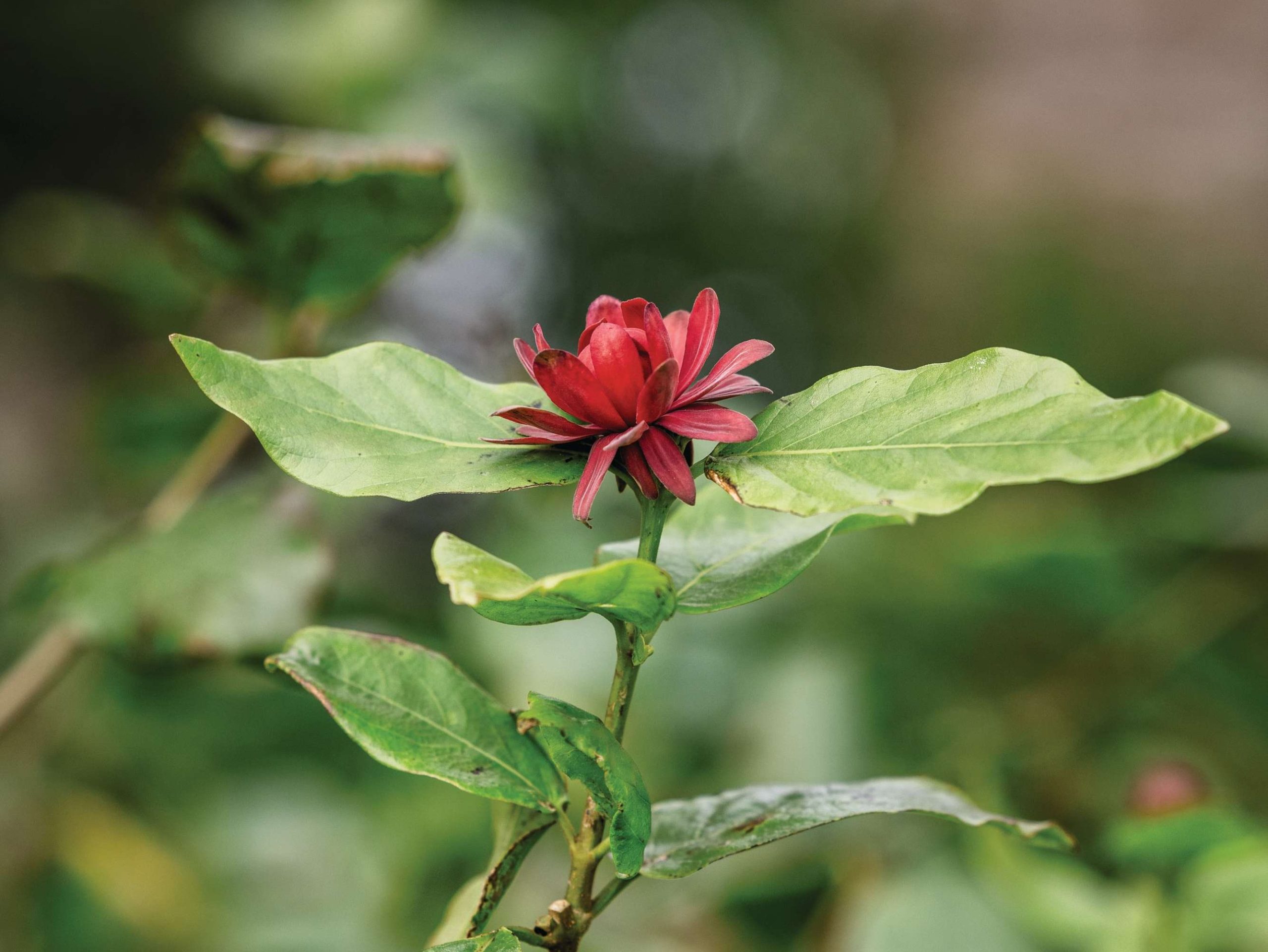 Calycanthus occidentalis