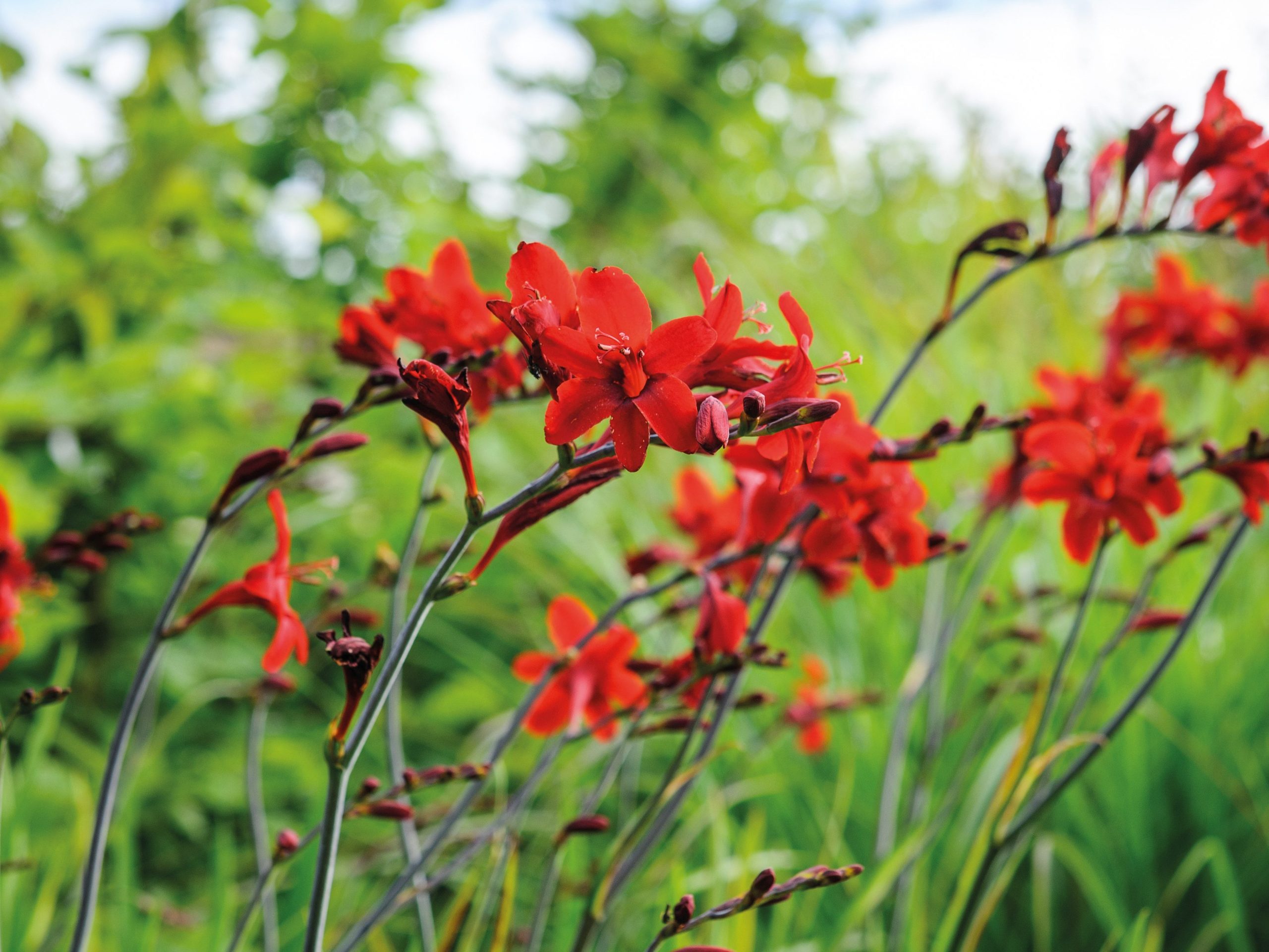 Crocosmia 'Hellfire'