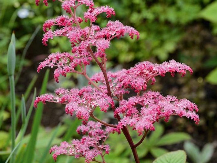 Rodgersia pinnata 'Buckland Beauty'