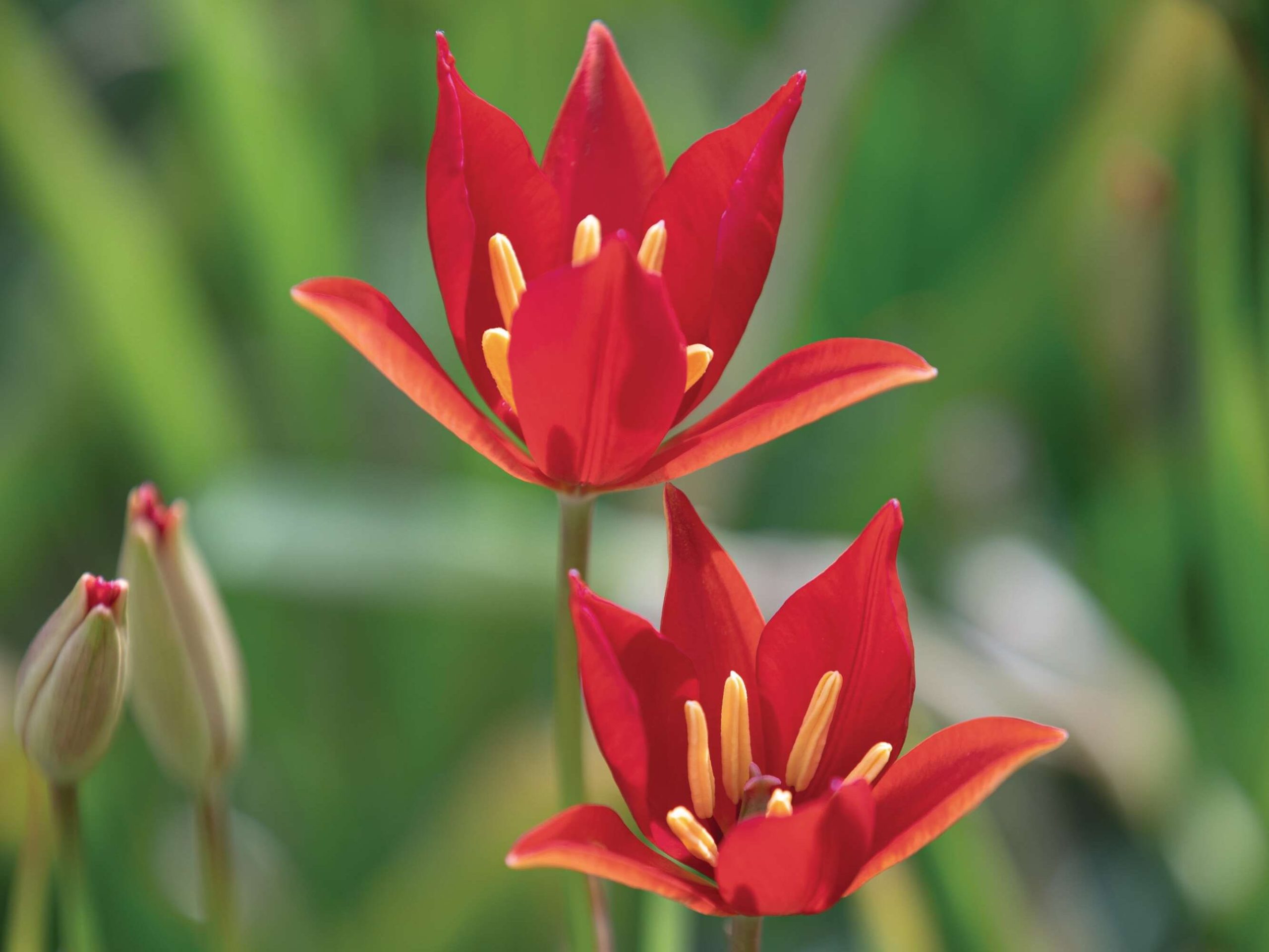 Tulipa sprengeri