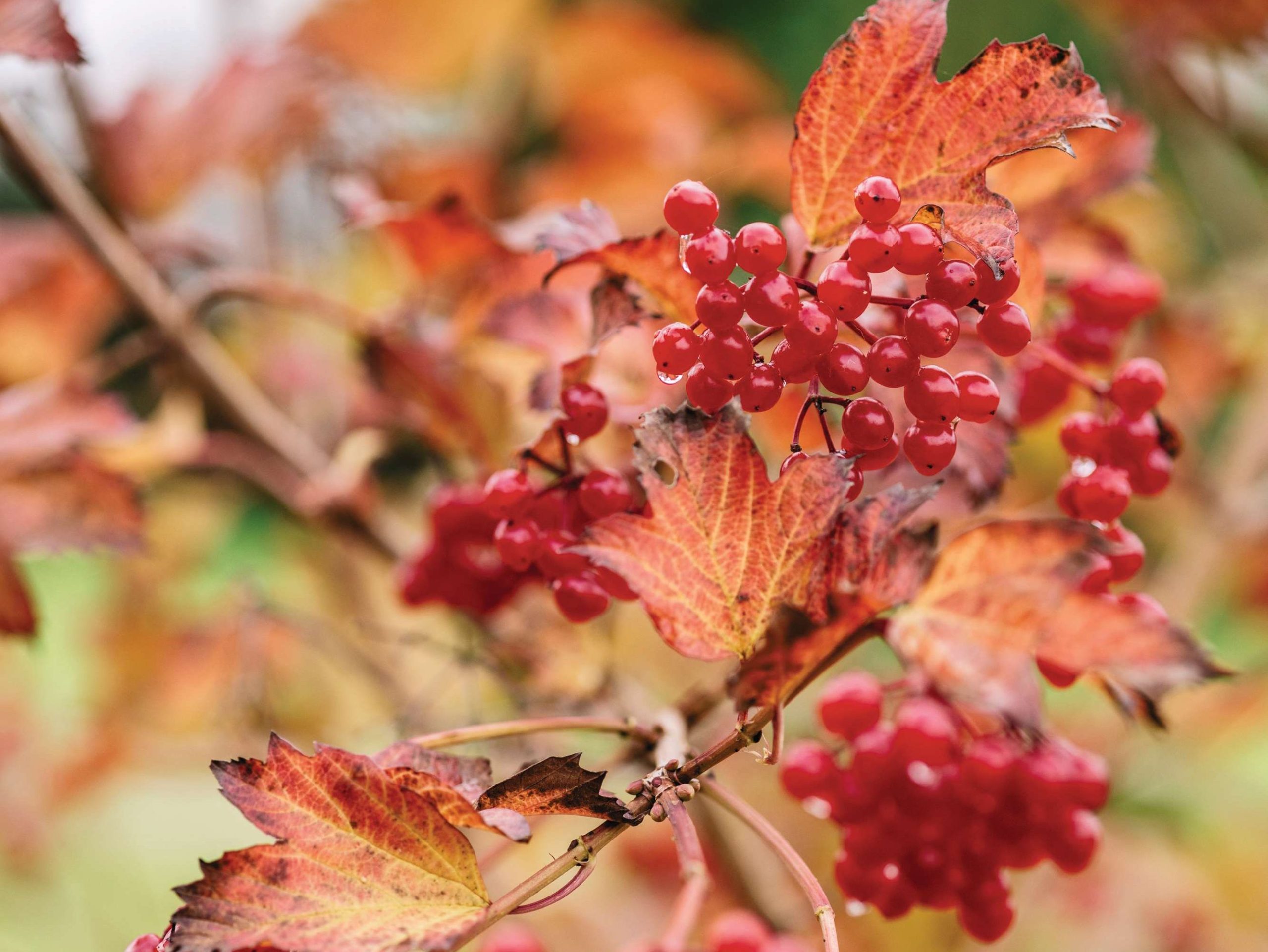 Viburnum opulus