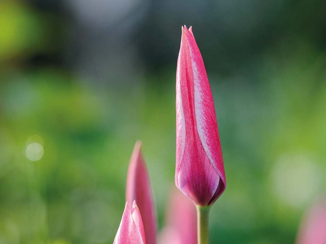 Tulipa 'Peppermint Stick'