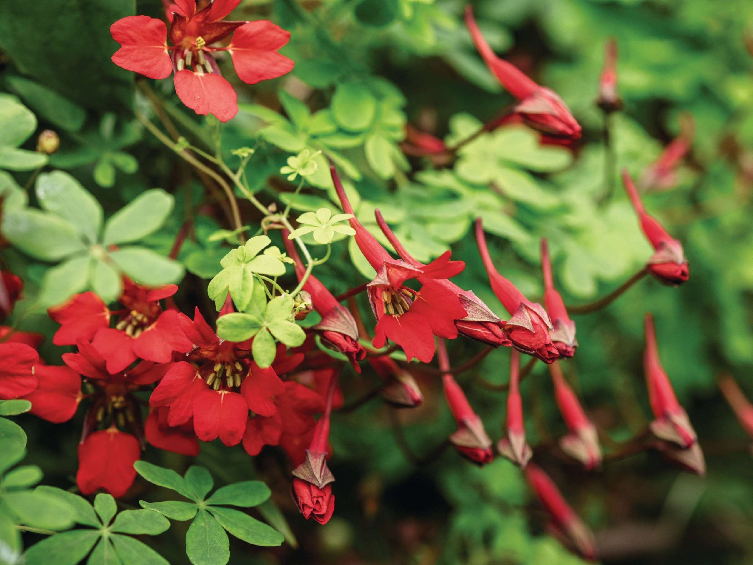 Tropaeolum speciosum