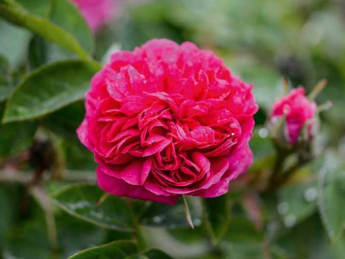 Rosa Rose 'De Resht'