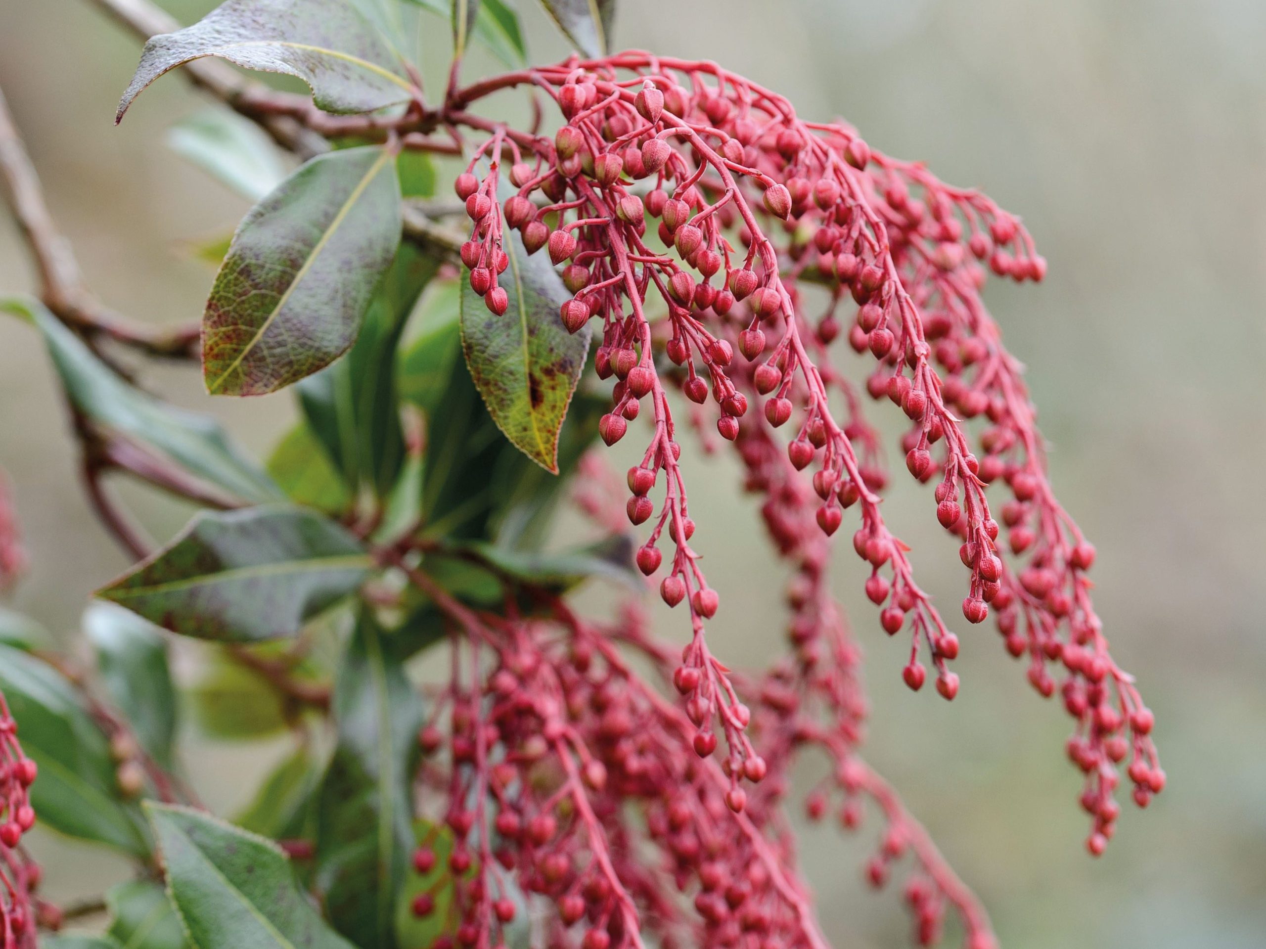 Pieris formosa var. forrestii ‘Jermyns’