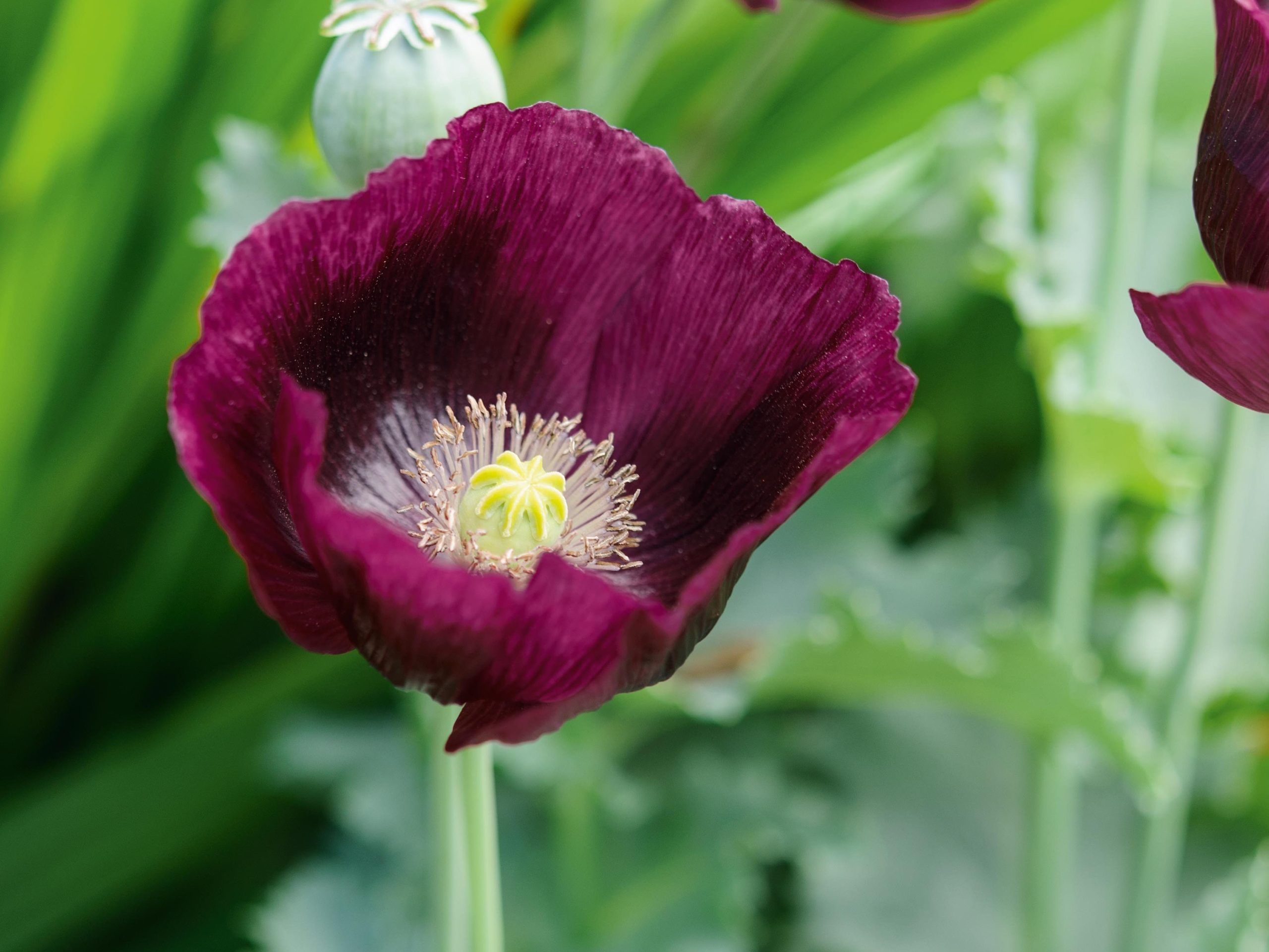 Papaver somniferum Lauren's Grape