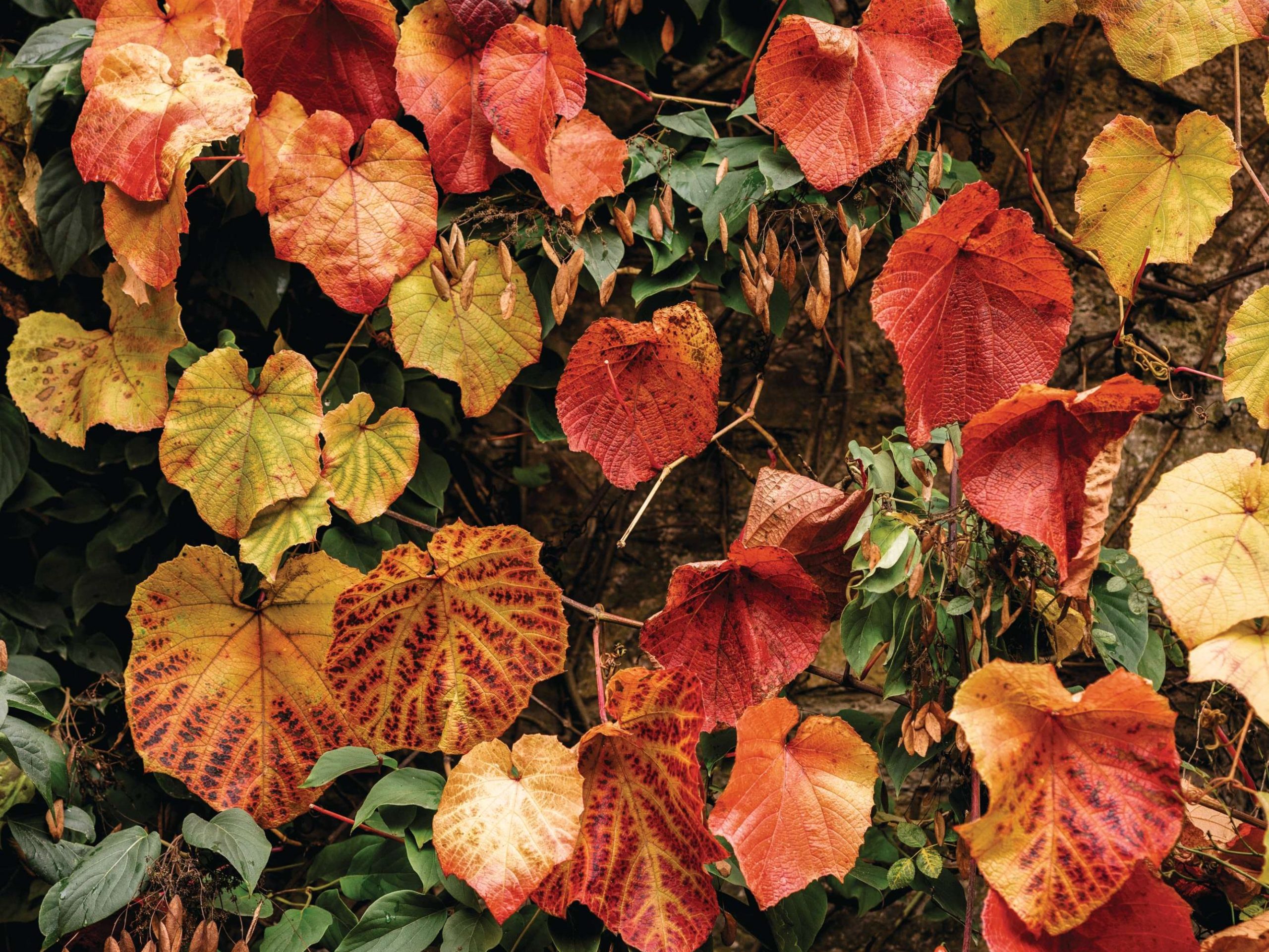 Vitis coignetiae