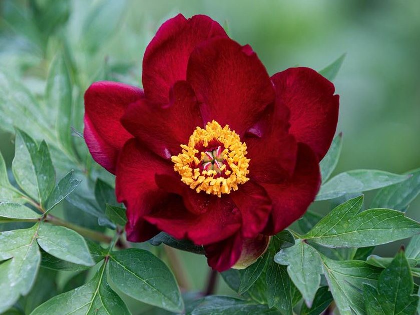 Paeonia 'Sonoma Velvet Ruby'