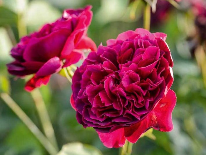 Rosa William Shakespeare
