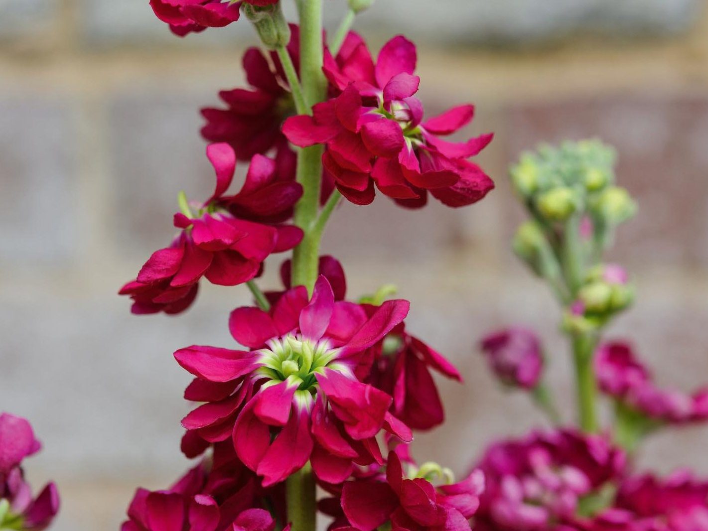 Matthiola incana 'Lucinda Red'