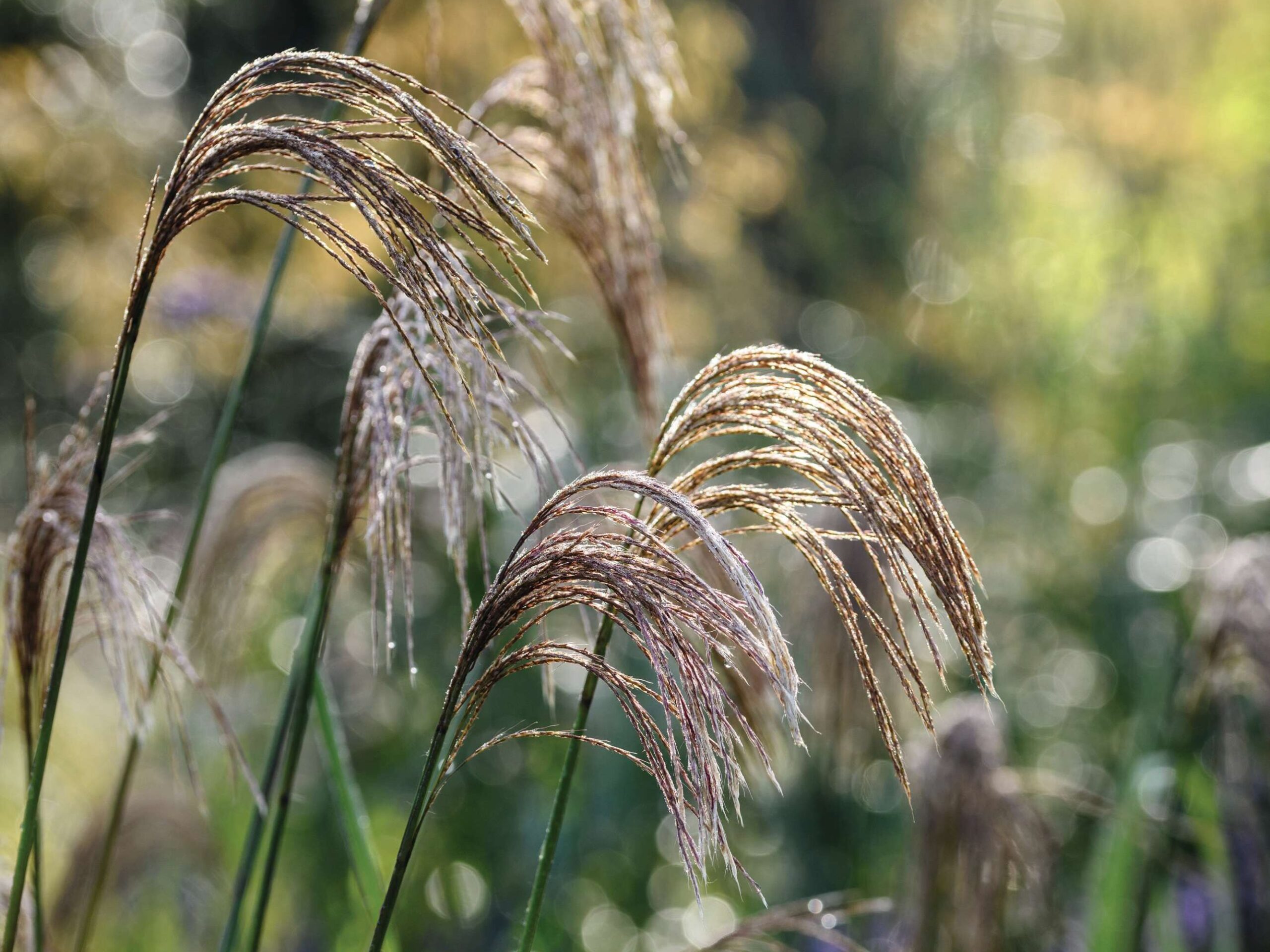 Miscanthus nepalensis