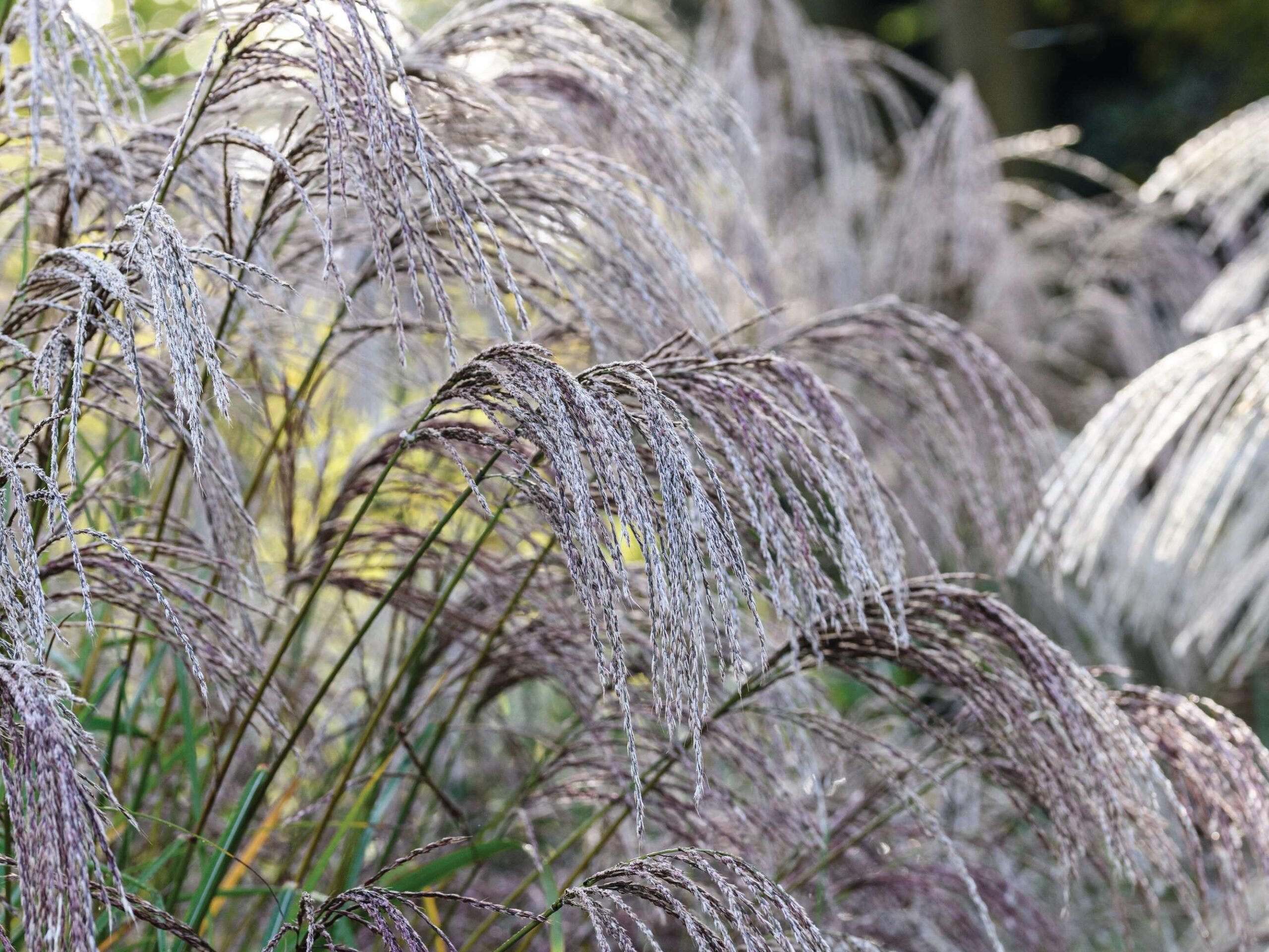 Miscanthus sinensis ‘Flamingo’