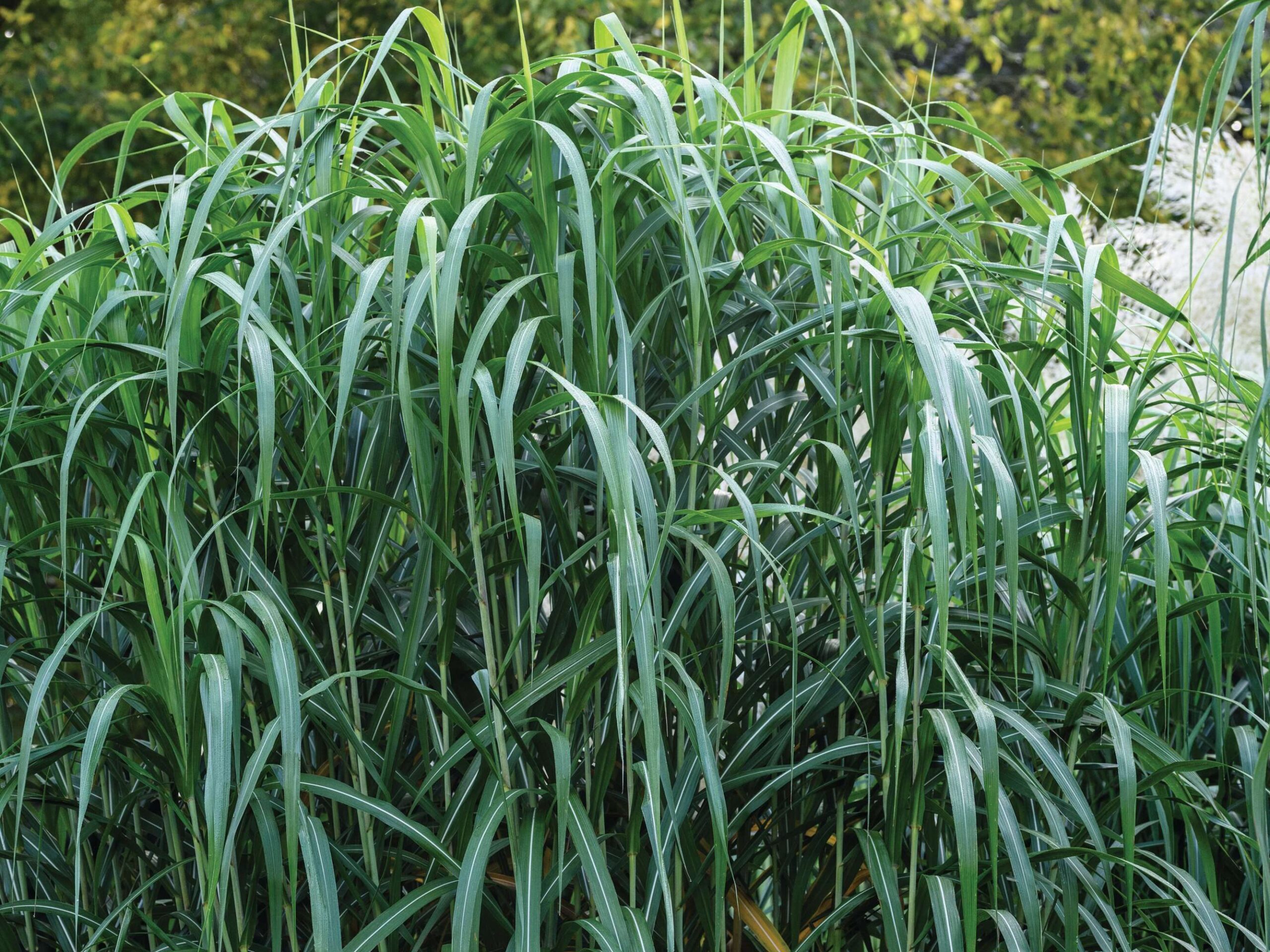 Miscanthus x giganteus