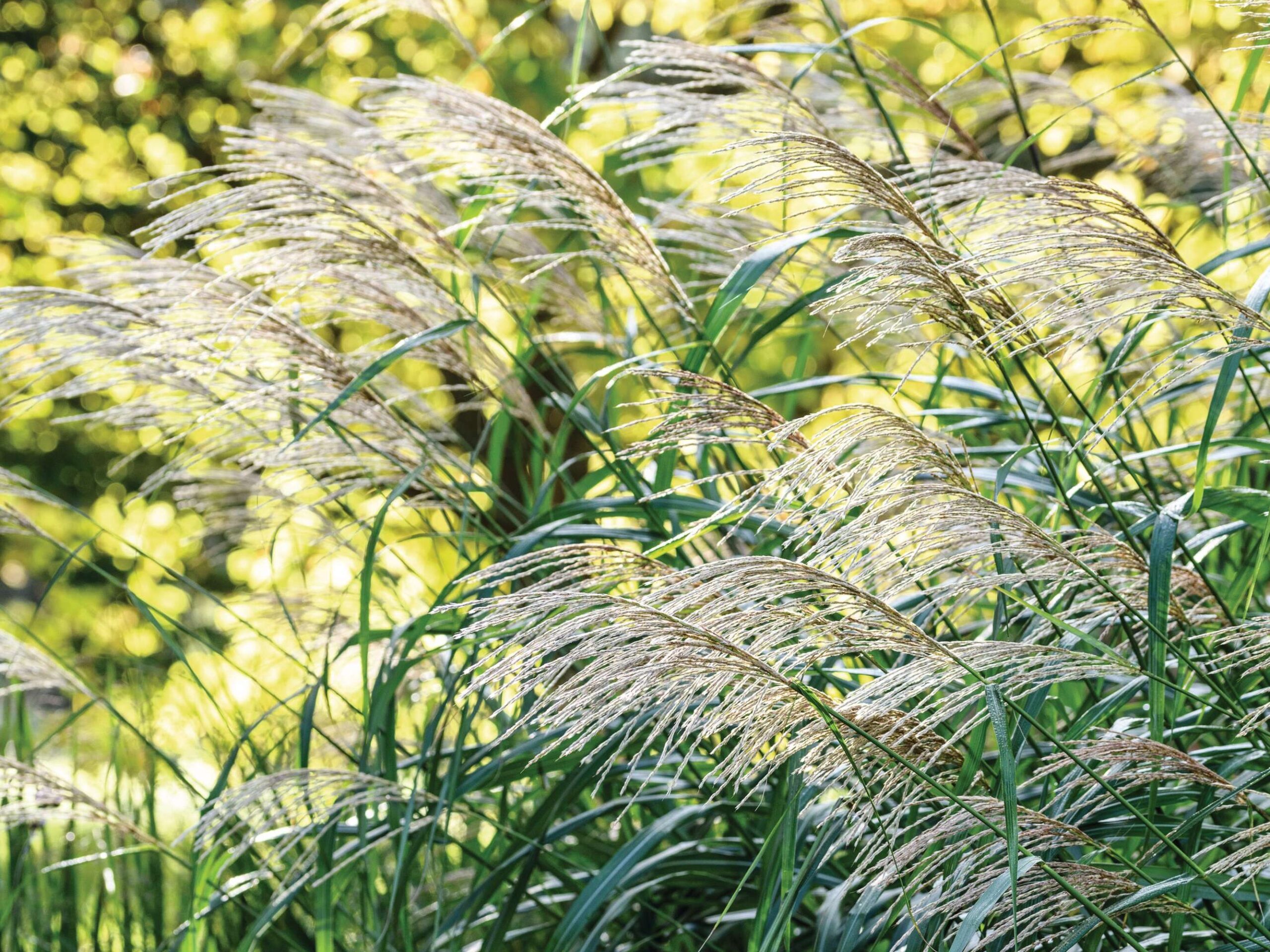 Miscanthus sinensis ‘Silberfeder’