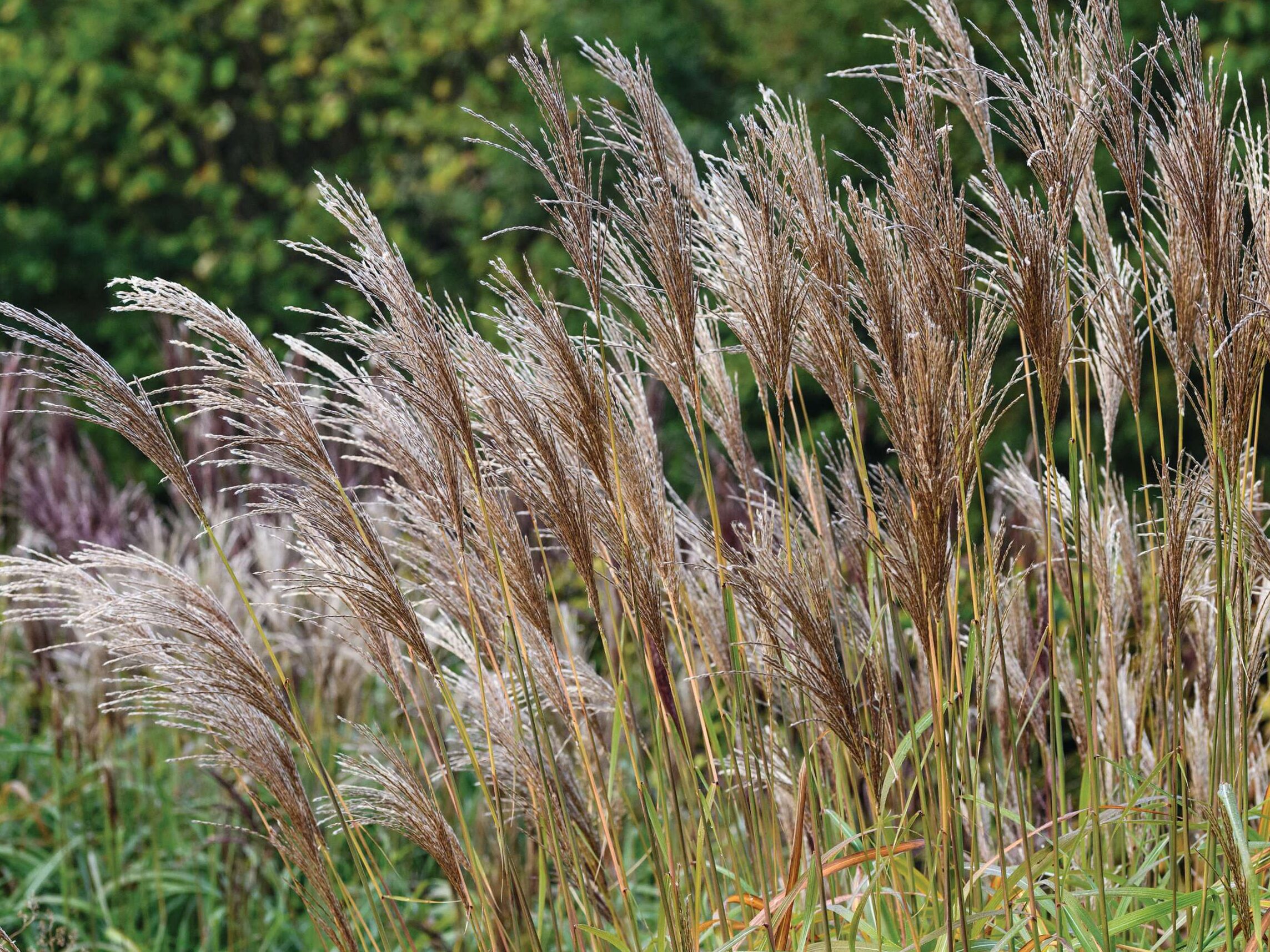 Miscanthus sinensis ‘Malepartus’