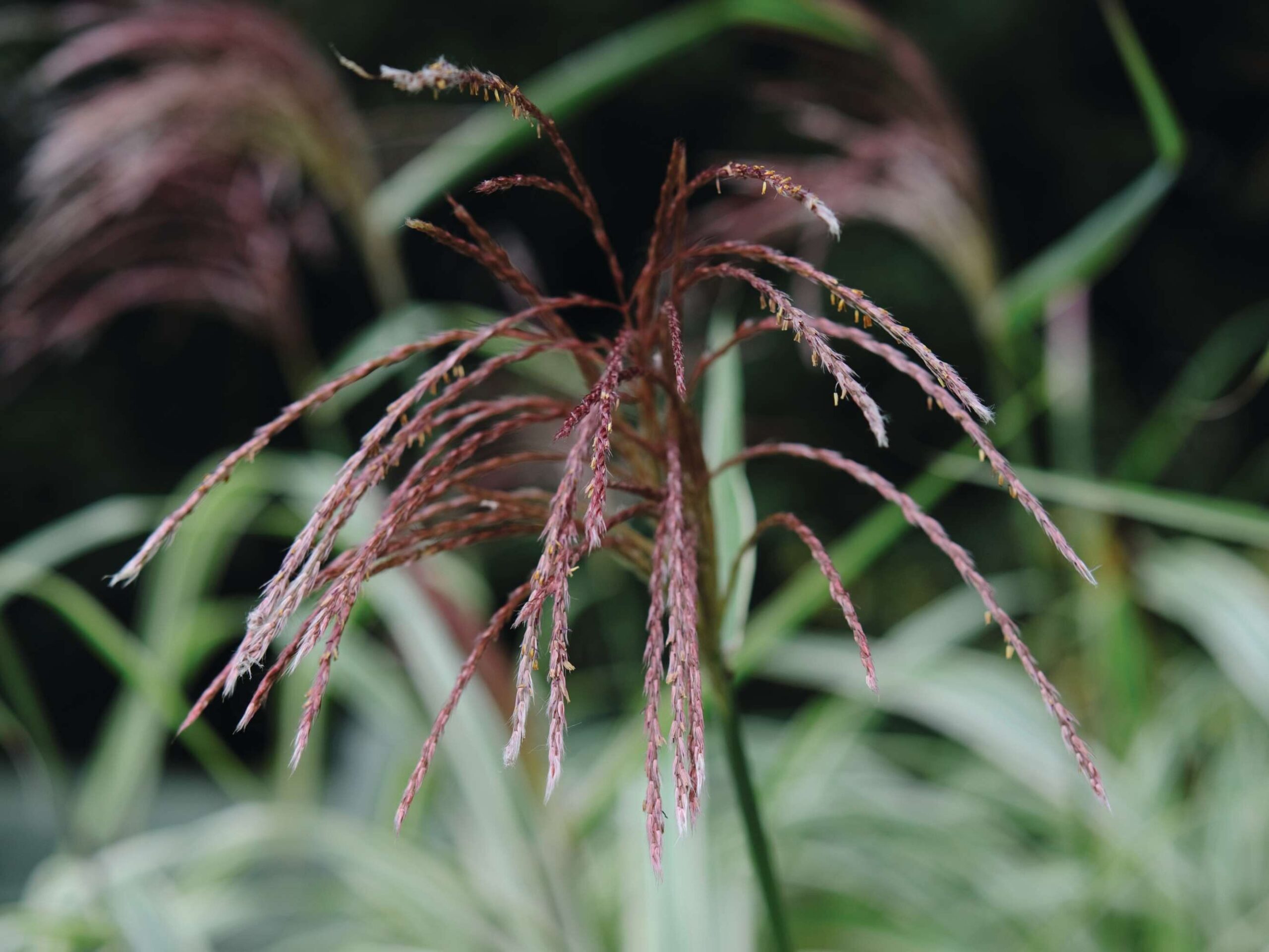 Miscanthus sinensis var. condensatus ‘Cosmopolitan’