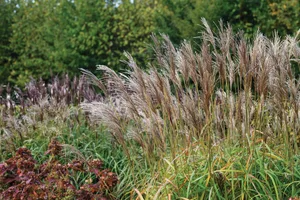Miscanthus sinensis ‘Malepartus’ Miscanthus sinensis ‘Malepartus’