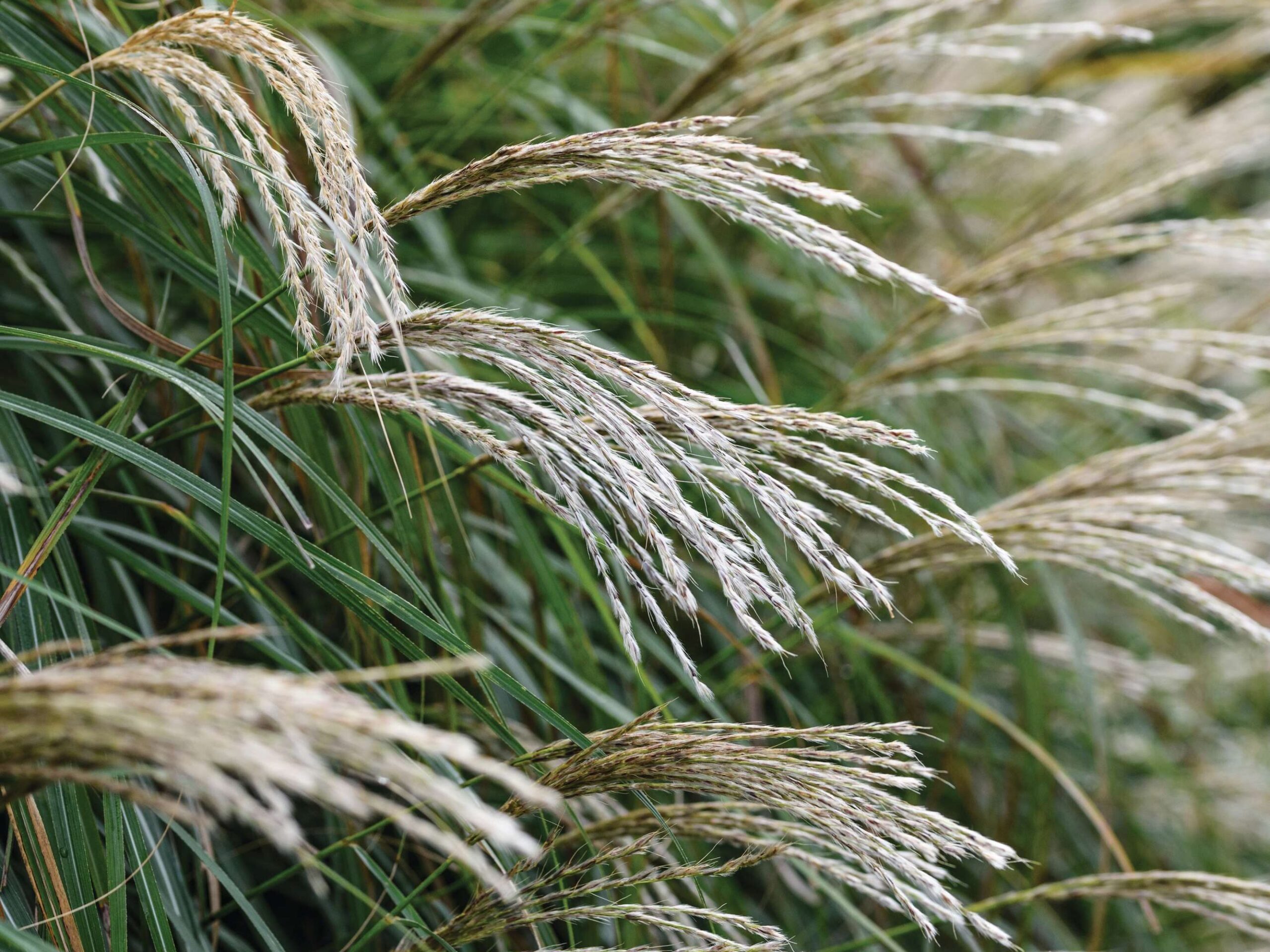 Miscanthus sinensis ‘Starlight’