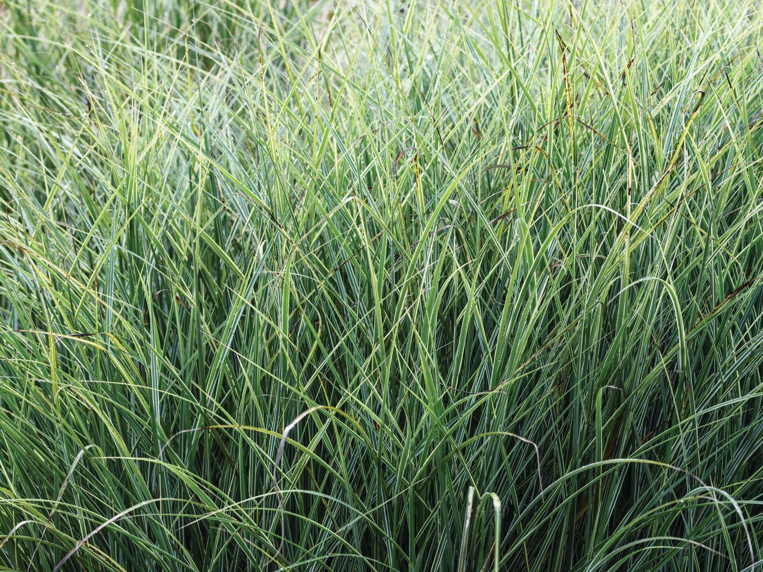 Miscanthus sinensis ‘Morning Light’