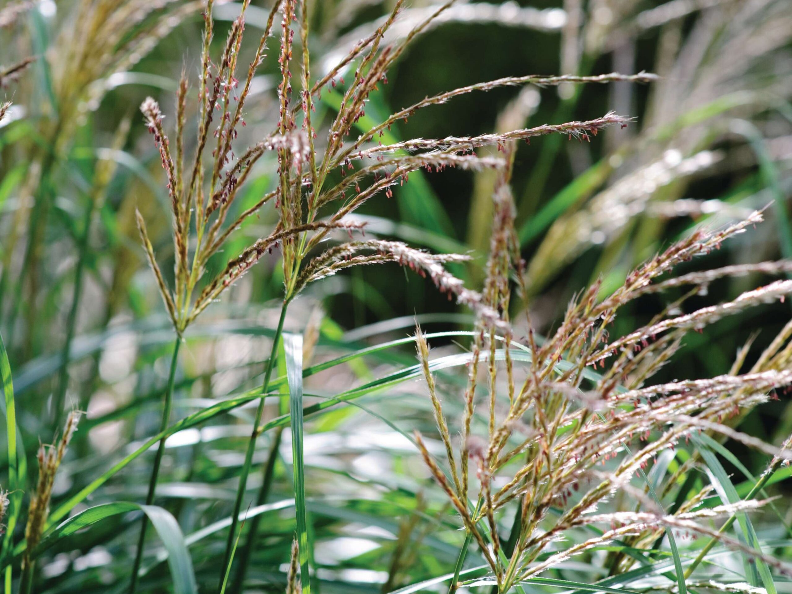 Miscanthus sinensis ‘Abundance’