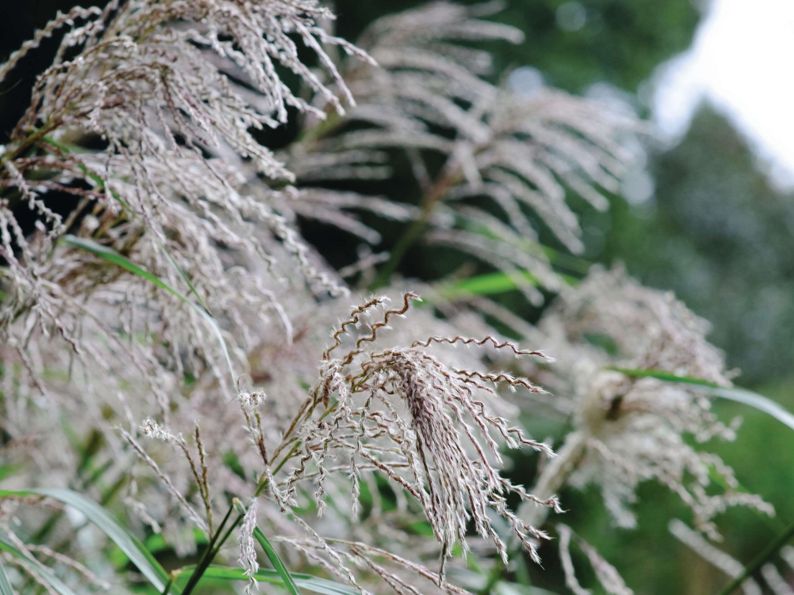 Miscanthus sinensis ‘Roland’