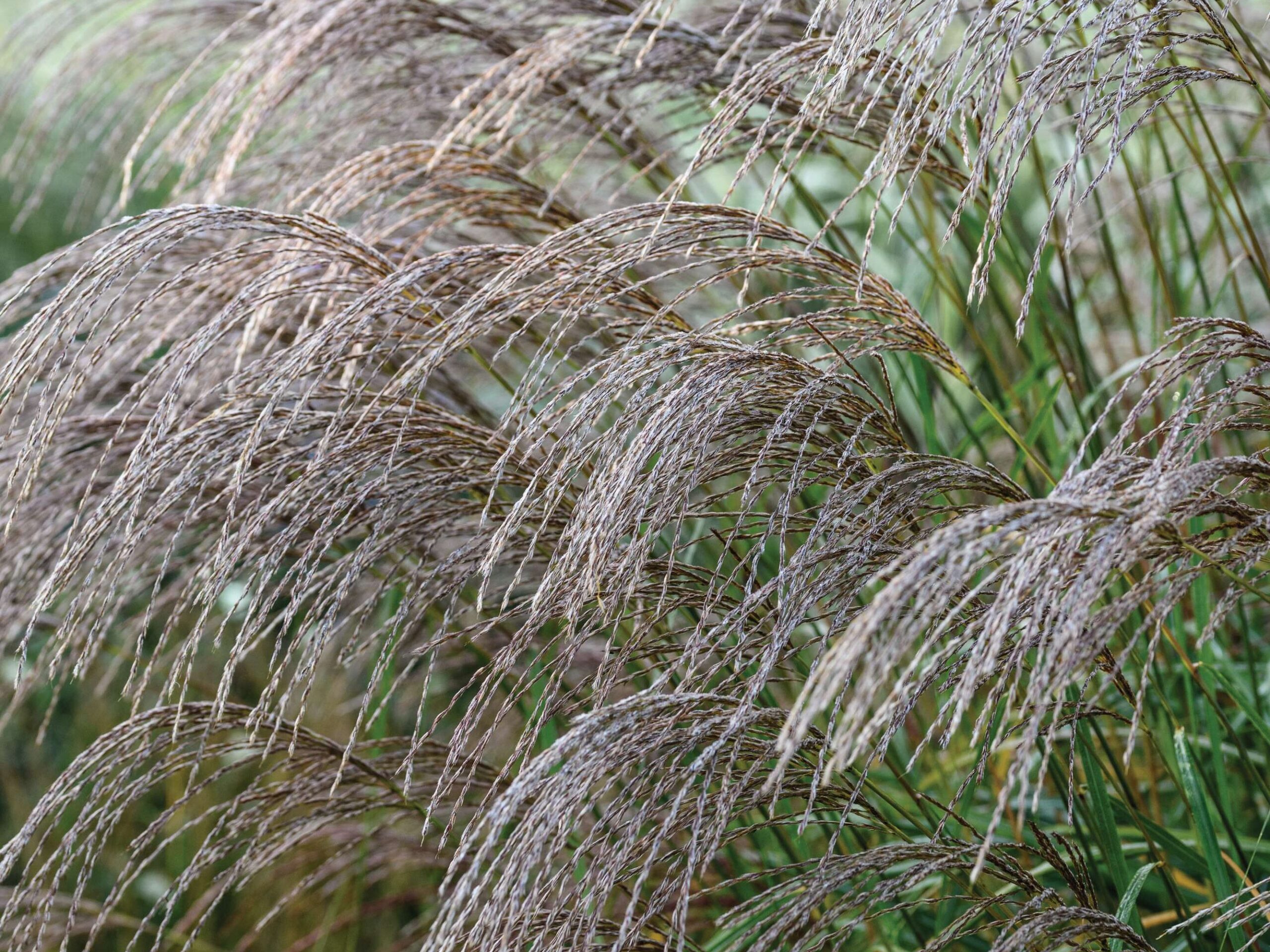 Miscanthus sinensis ‘Cindy’