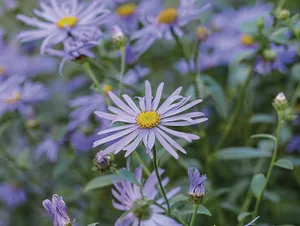 Aster x frikartii Monch JI_170919_KeithWiley_128_preview © Jason Ingram