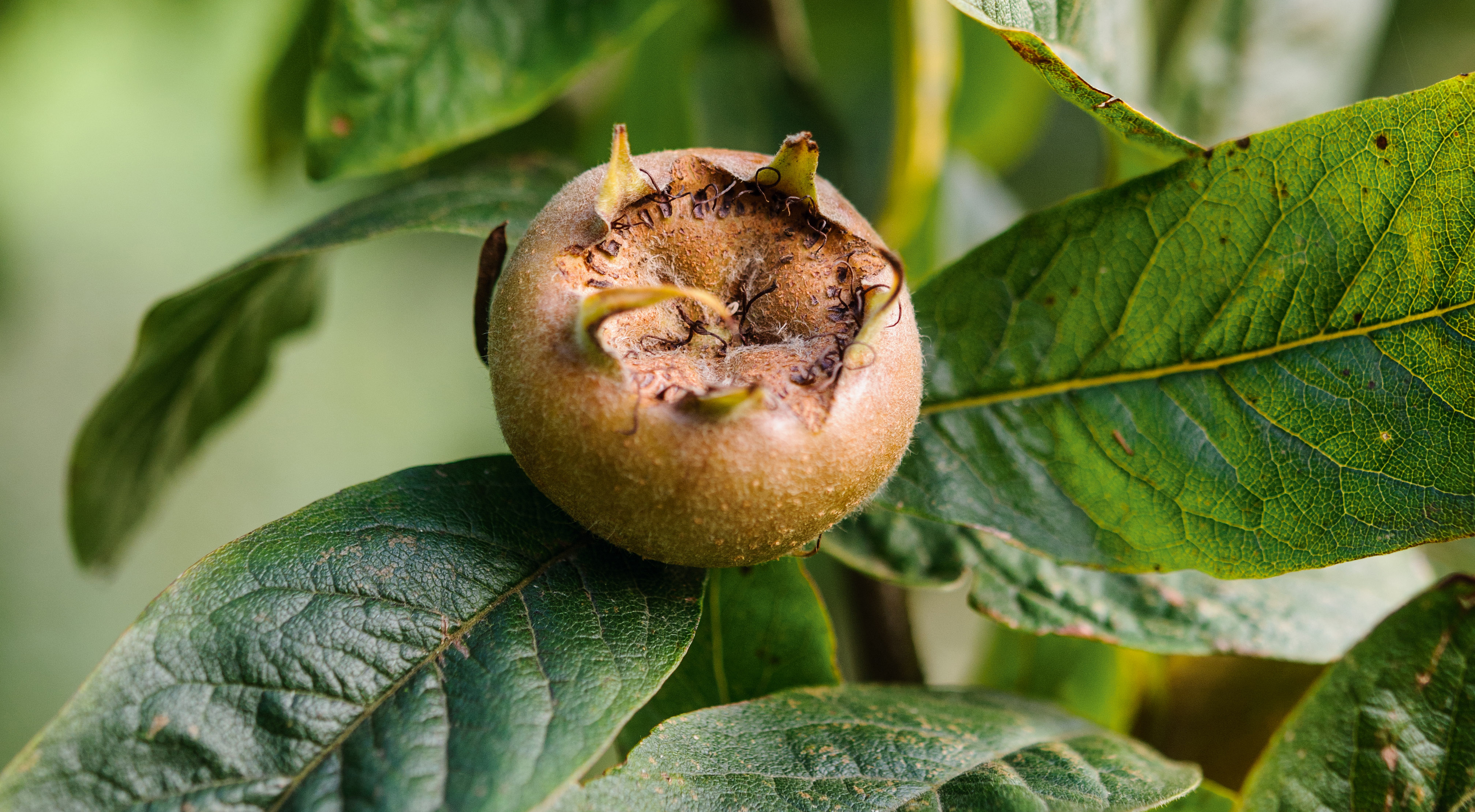Mespilus germanica ‘Westerveld’