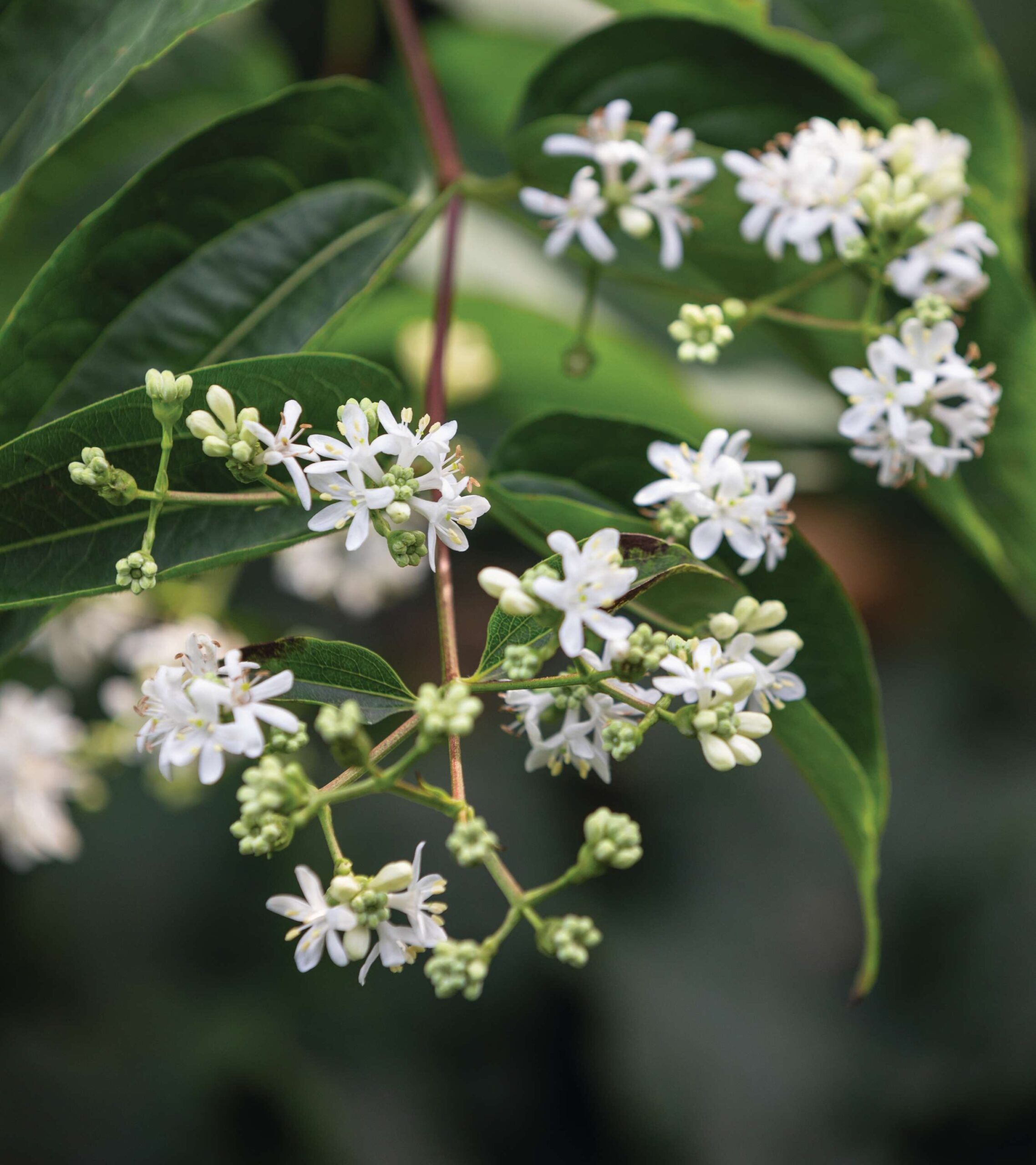 Heptacodium miconioides - a great tree for autumn colour