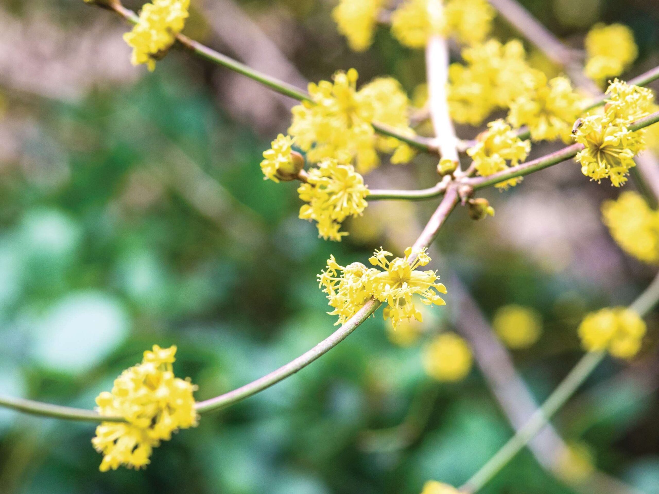 Cornus officinalis