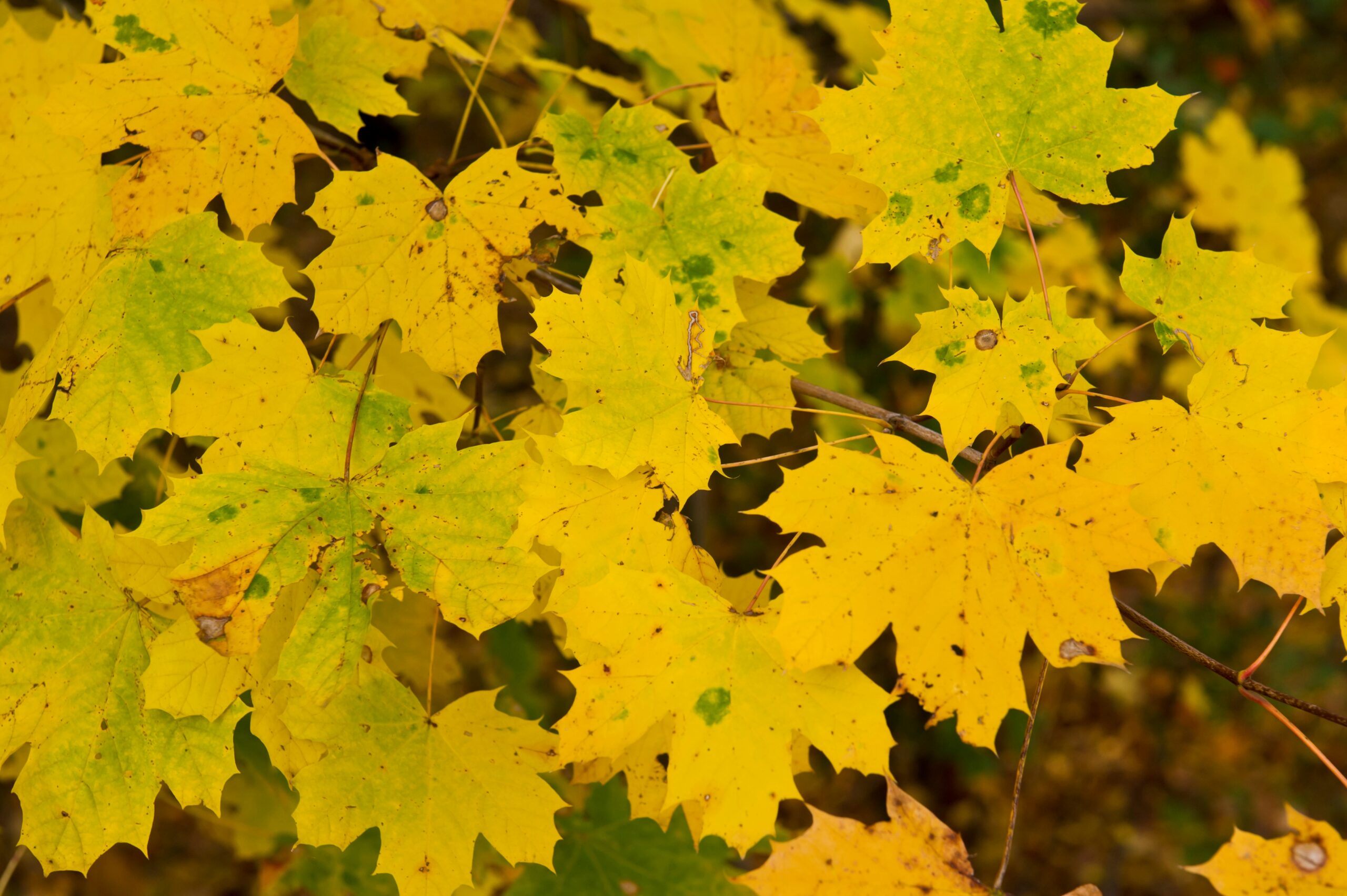 Acer campestre