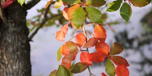Nyssa sylvatica Nyssa sylvatica