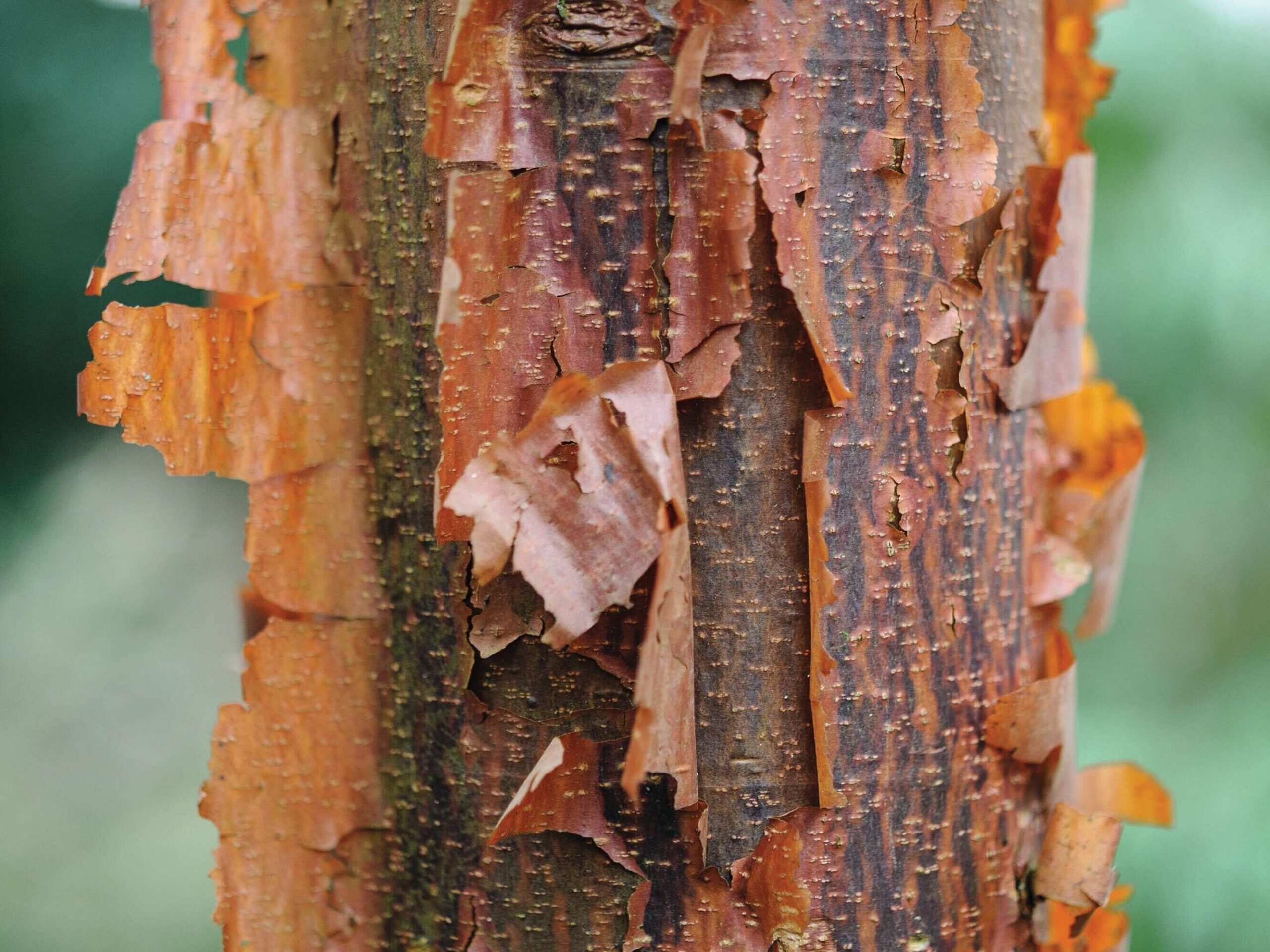 Acer griseum