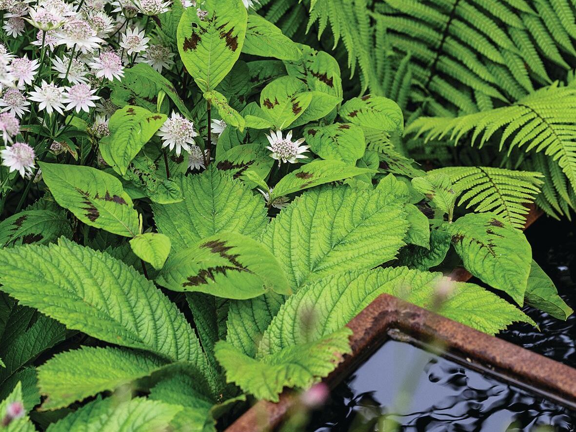 Harley Mews: a lush small Bristol garden