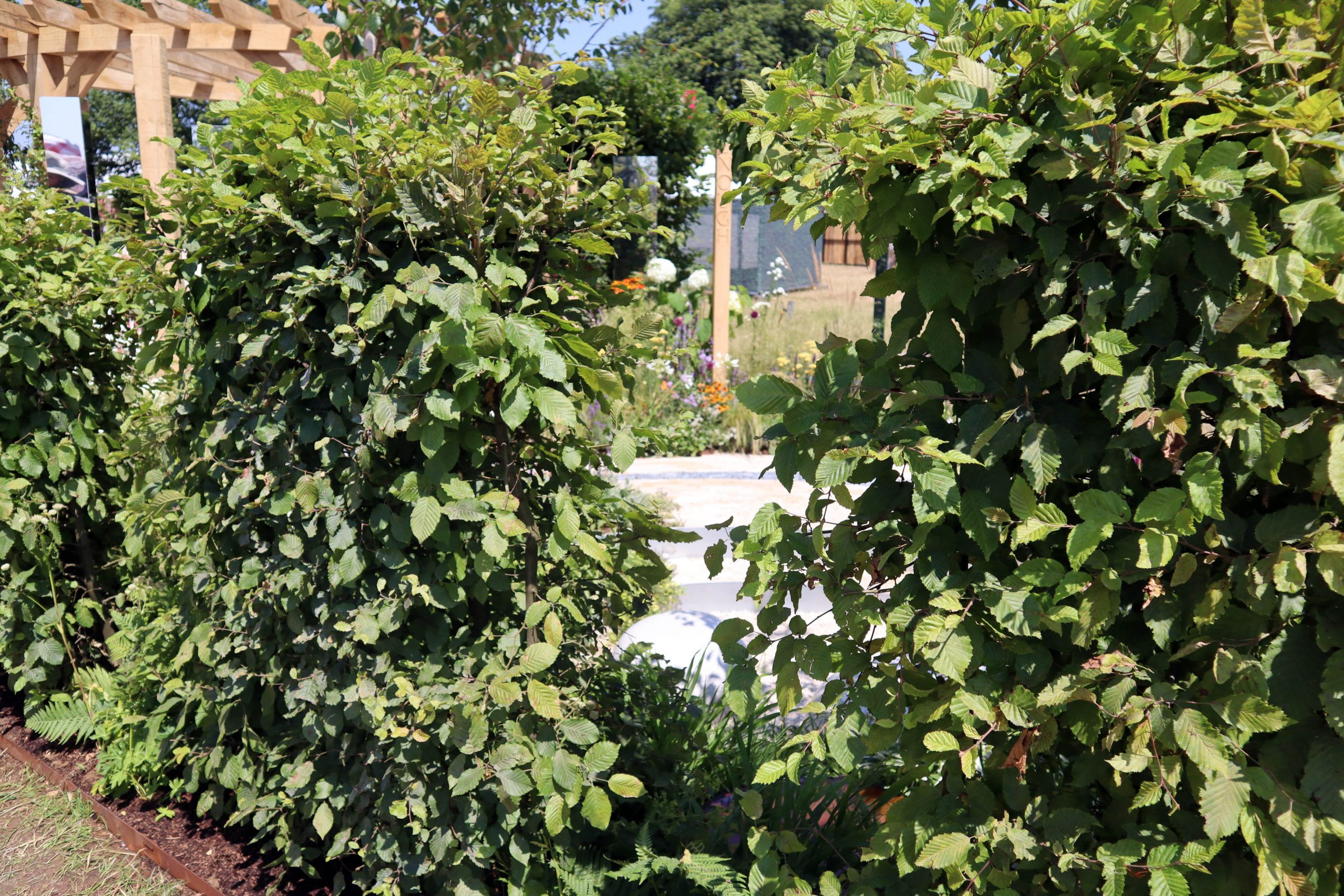 Framing hedge in the Space for Her garden