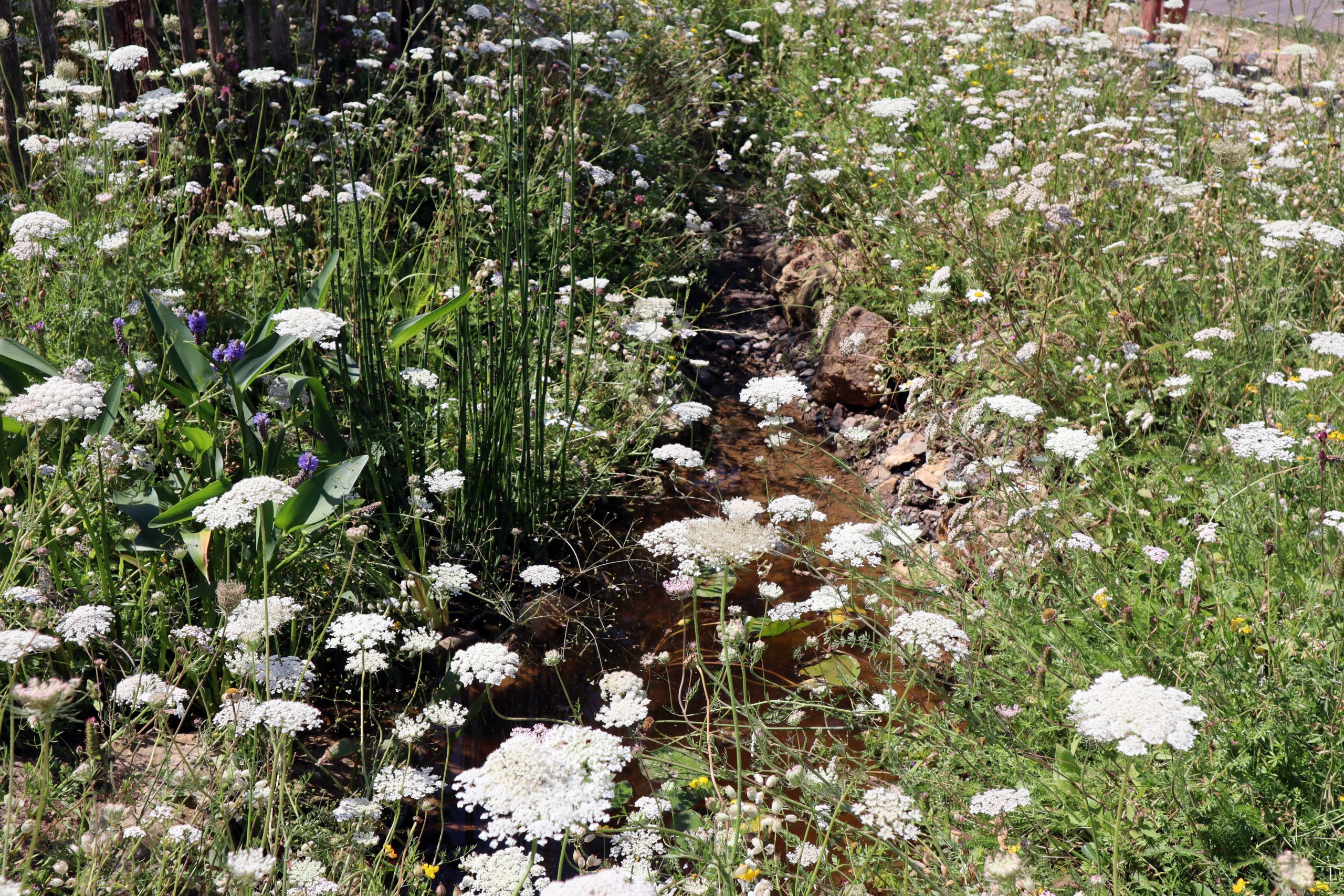 Rain swale on the Archers 75th Anniversary Garden, Badminton 2026