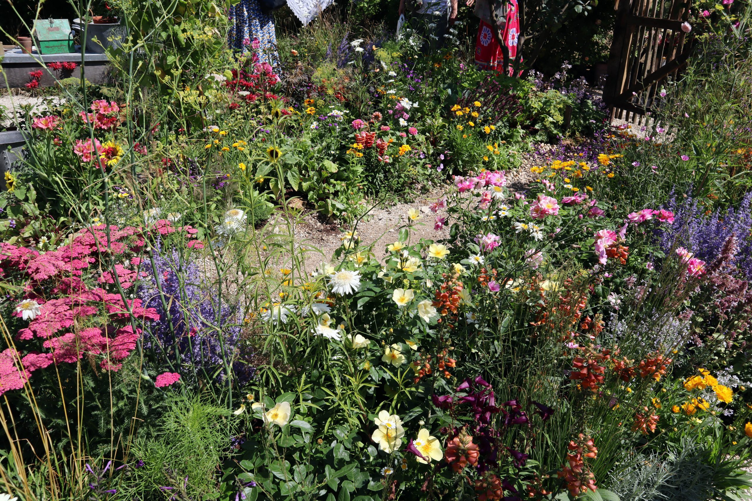Simple path in the Archers 75th Anniversary garden, Badminton 2026