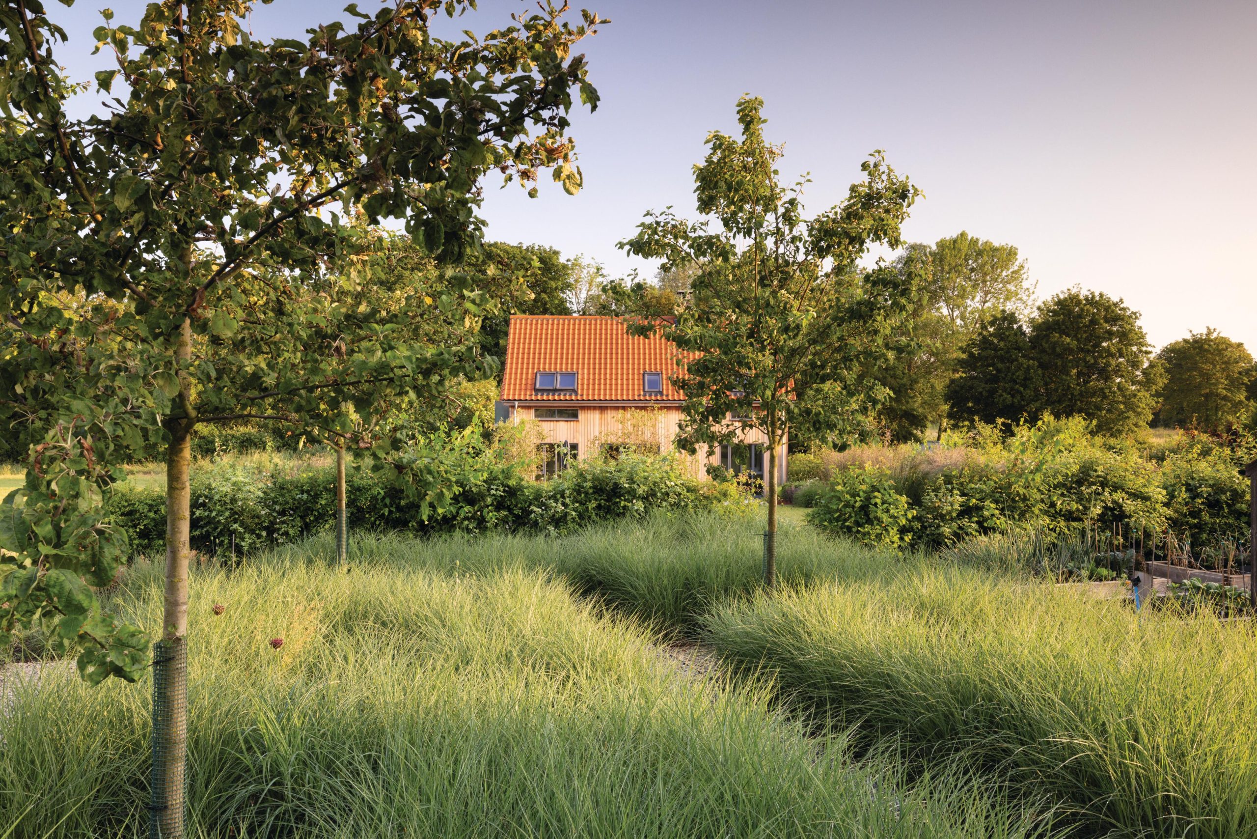 Grassy garden with house in background