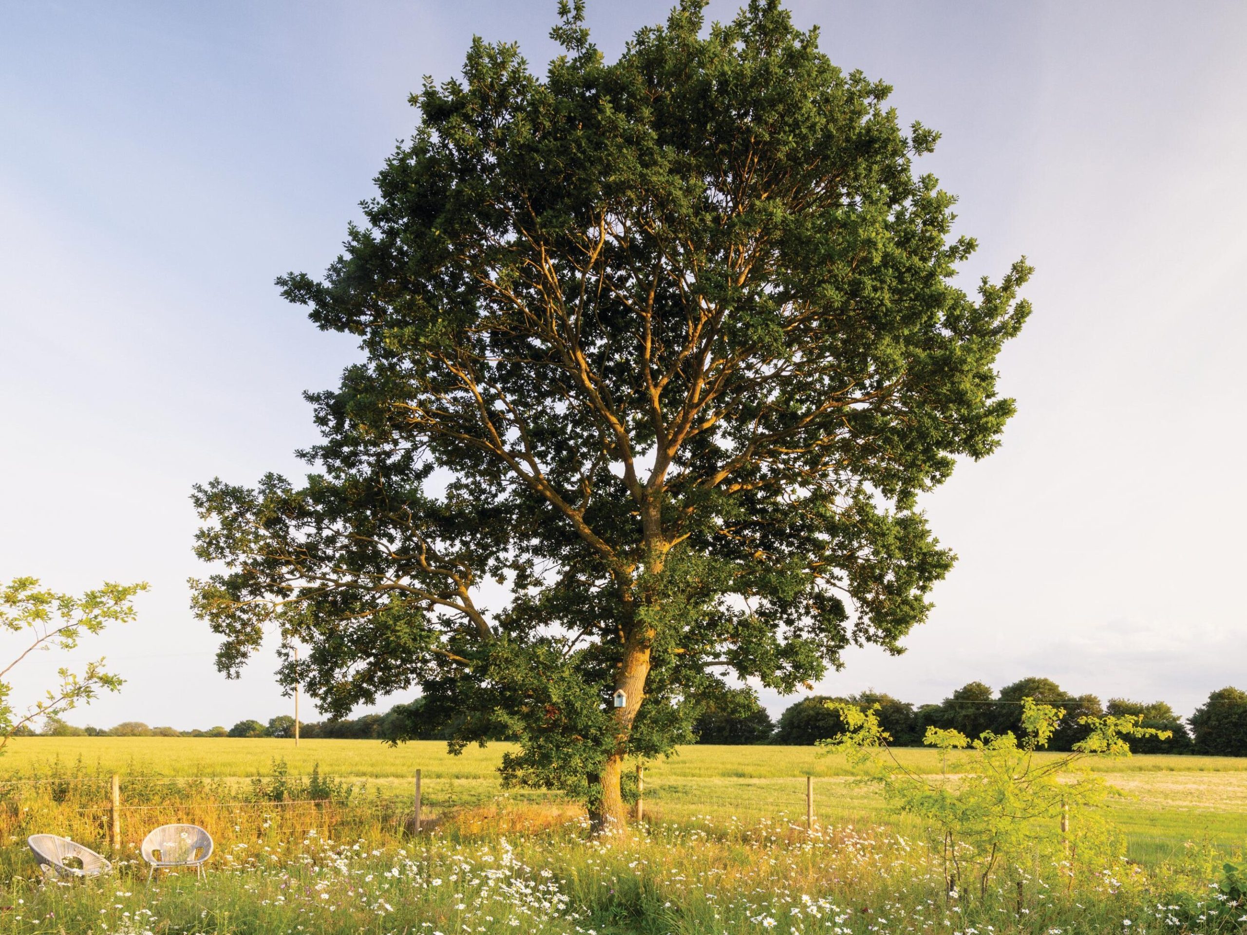 A grass path through a meadow with a tree at the end