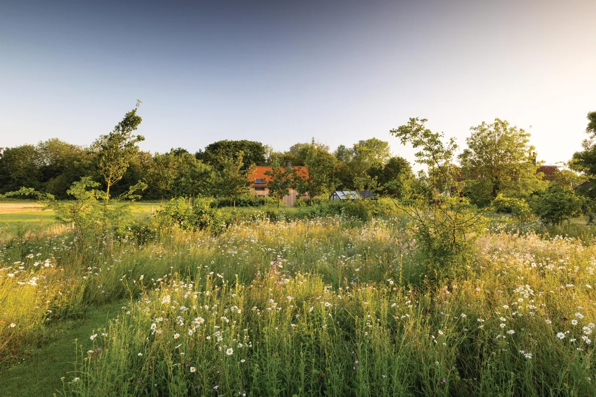 Colm Joseph's Suffolk contemporary garden A meadow garden