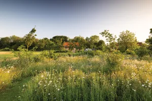 Colm Joseph's Suffolk contemporary garden A meadow garden