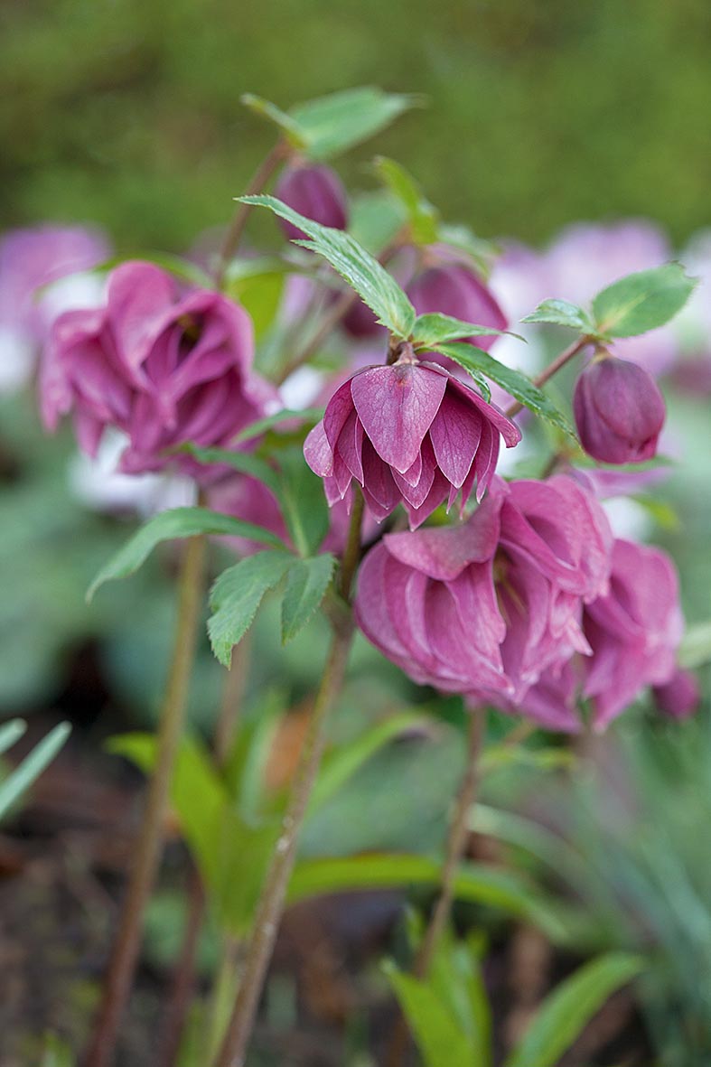 Helleborus torquatus 'Party Dress'