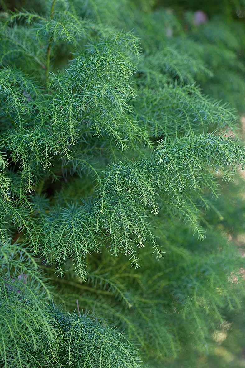 Cryptomeria japonica 'Elegans'