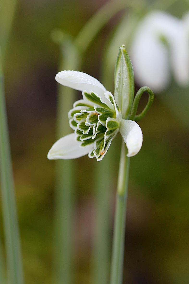 Galantuhs 'Hippolyta'